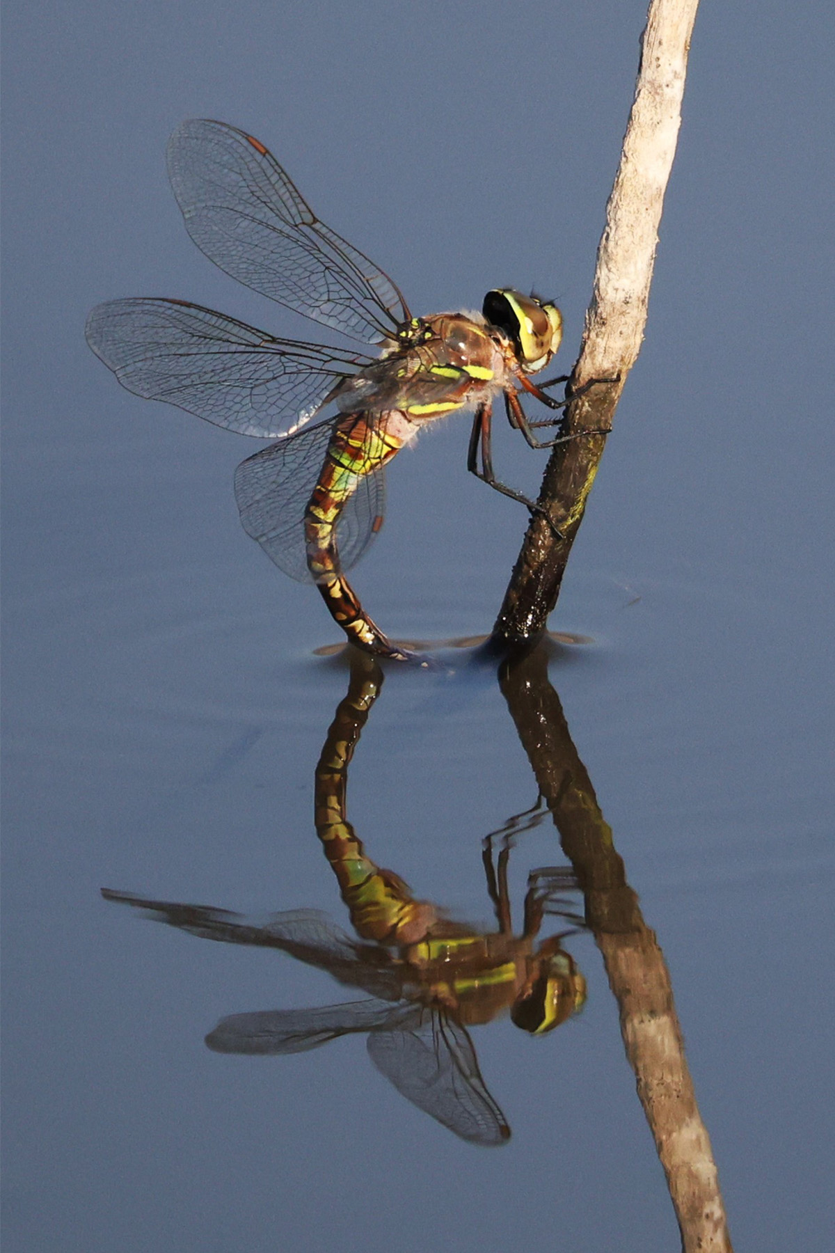 Dragonfly perched on a stick, Little Washoe Lake, Washoe Valley.