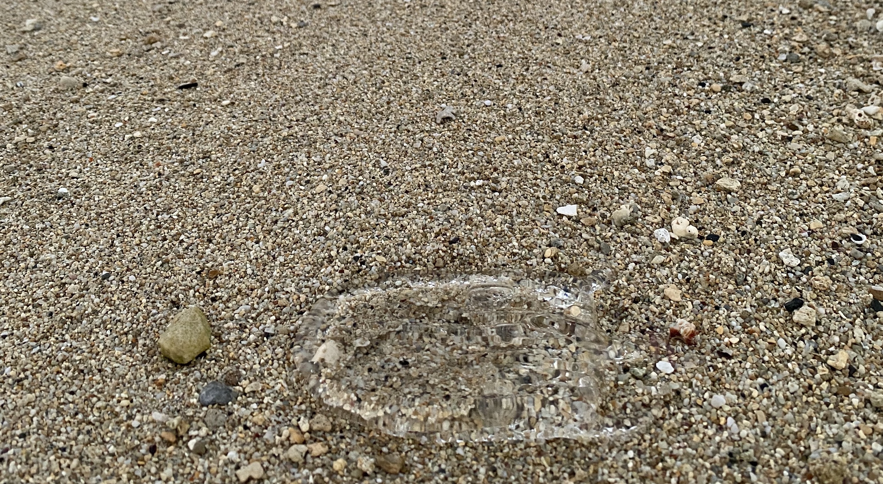Here's why we see an influx of box jellyfish on Oʻahu's south shore every  month | Hawai'i Public Radio