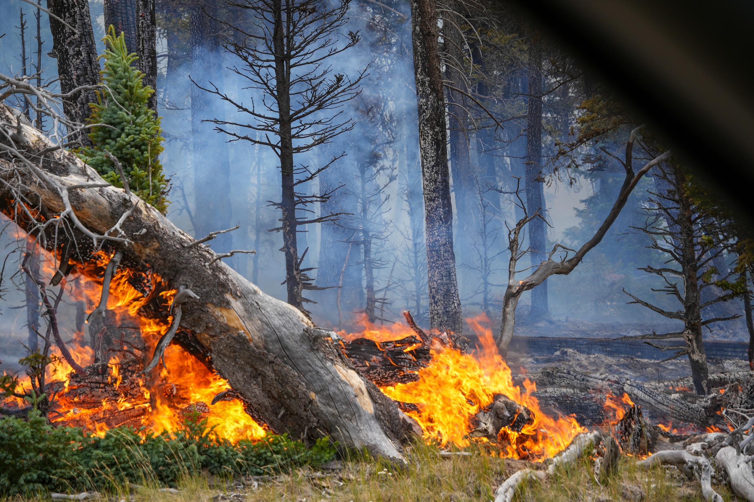 Grand Canyon blaze was initially allowed to burn. Experts say