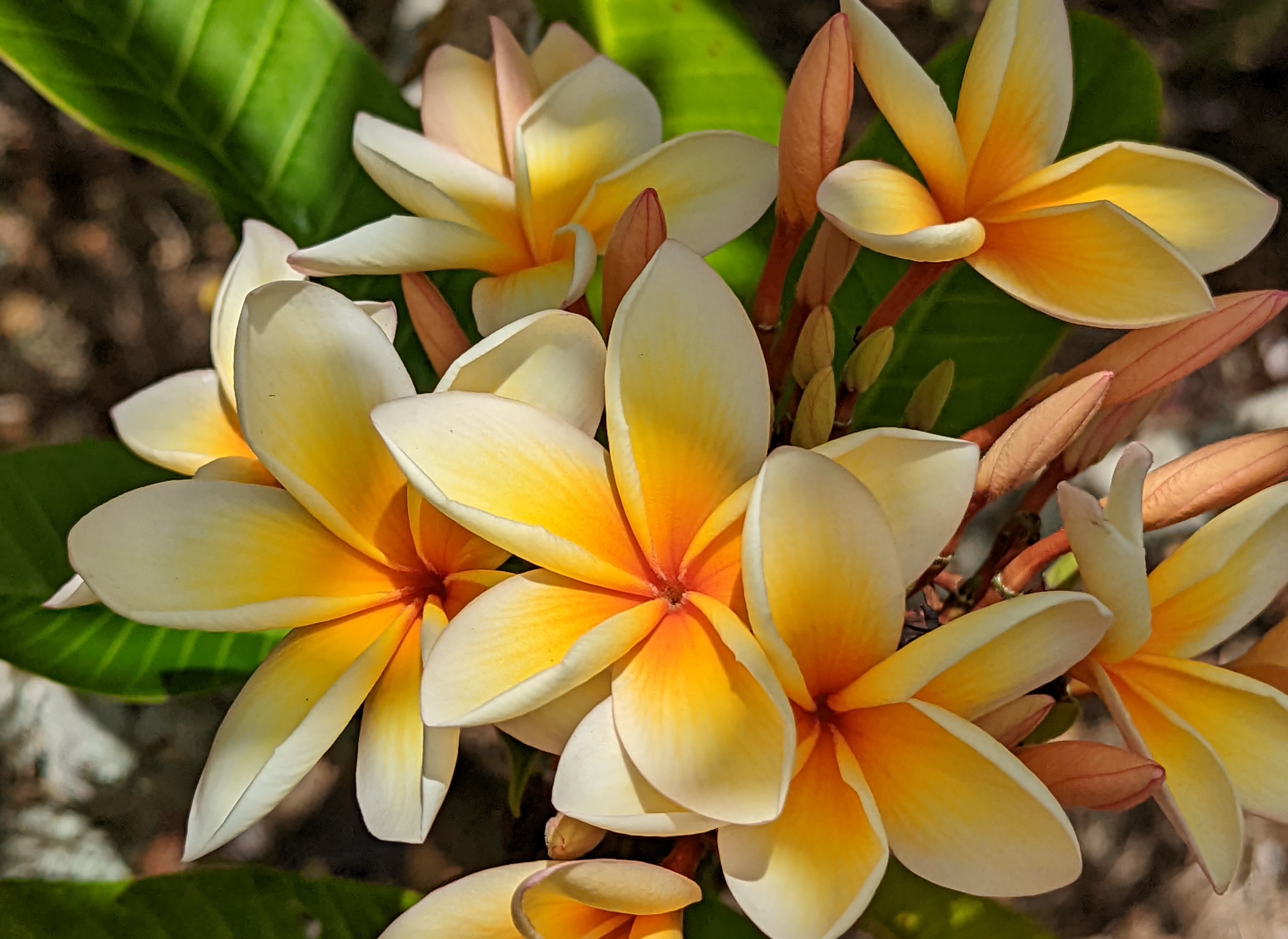 A walking tour all about plumeria in Hawaiʻi with local expert