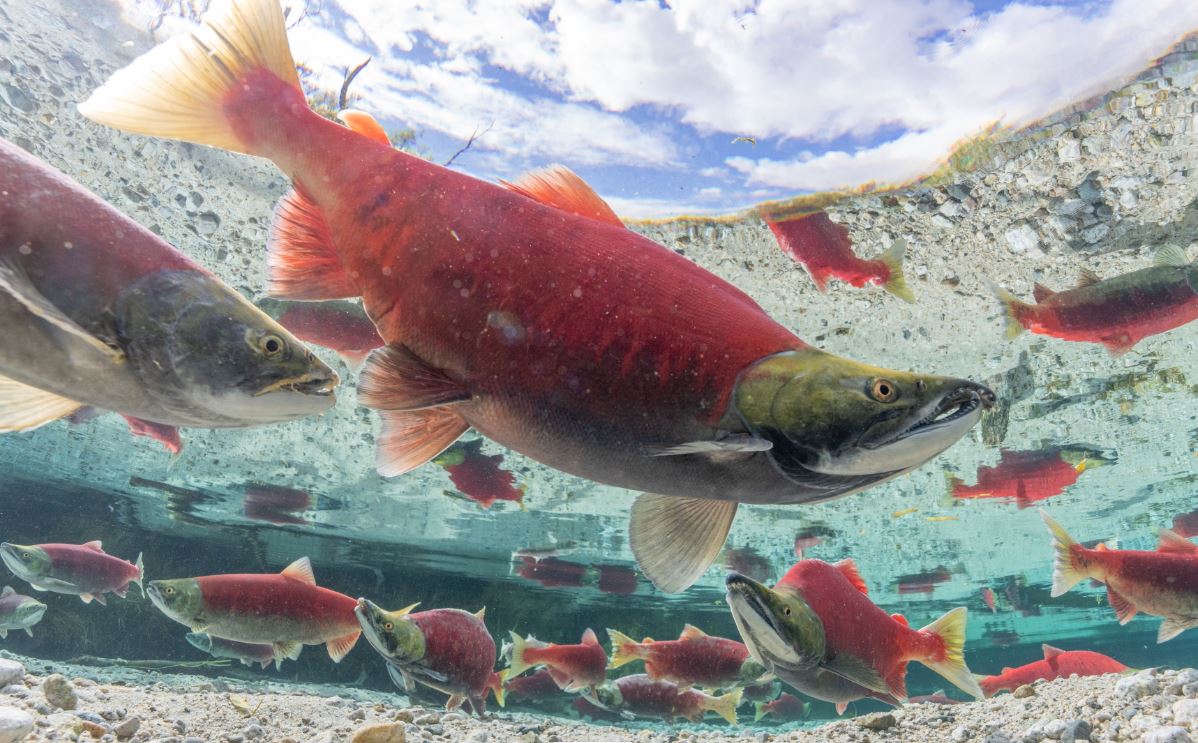 Sockeye Salmon Snake River Sockeye Salmon Joel Sartore