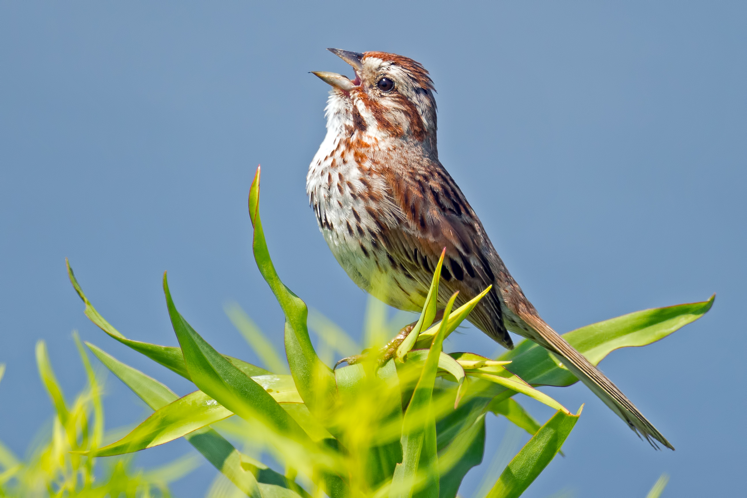 Annual Backyard Bird Count tally shows 3 'hot spots' in Hamilton County - Vimarsana News
