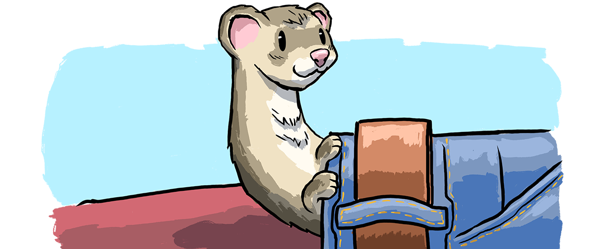 Illustration of a ferret inside the waist of someone's pants.