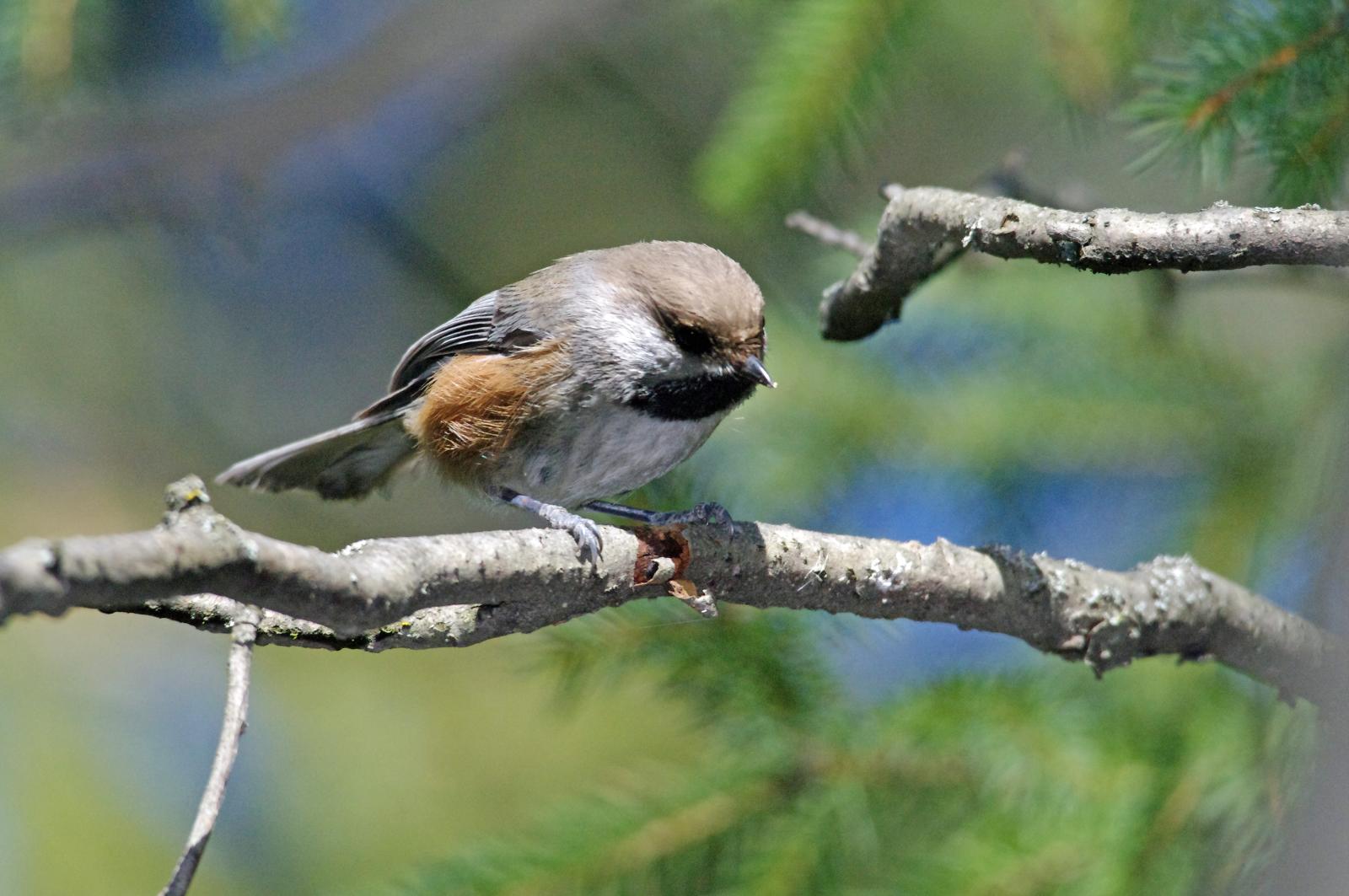 Cardinals in, boreal chickadees out: new atlas shows changing bird populations in a warmer Maine - Vimarsana News
