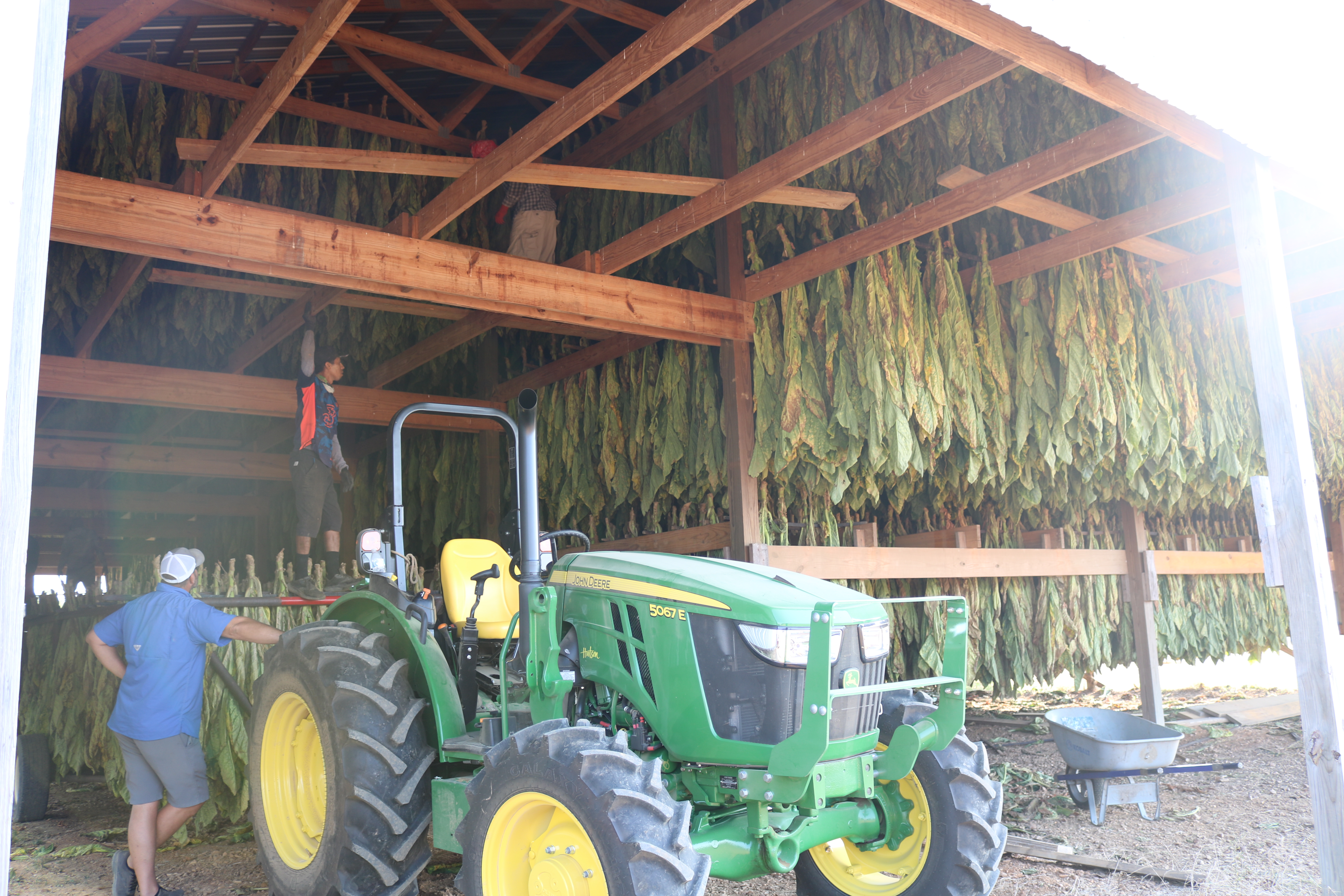 home grown tobacco vs store bought Crop cashed out? Less than 1,000 Ky. farms are still growing tobacco 20  years after major reform