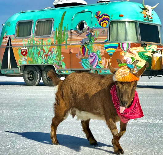 web-goat-tongue-perfect-camper.jpg