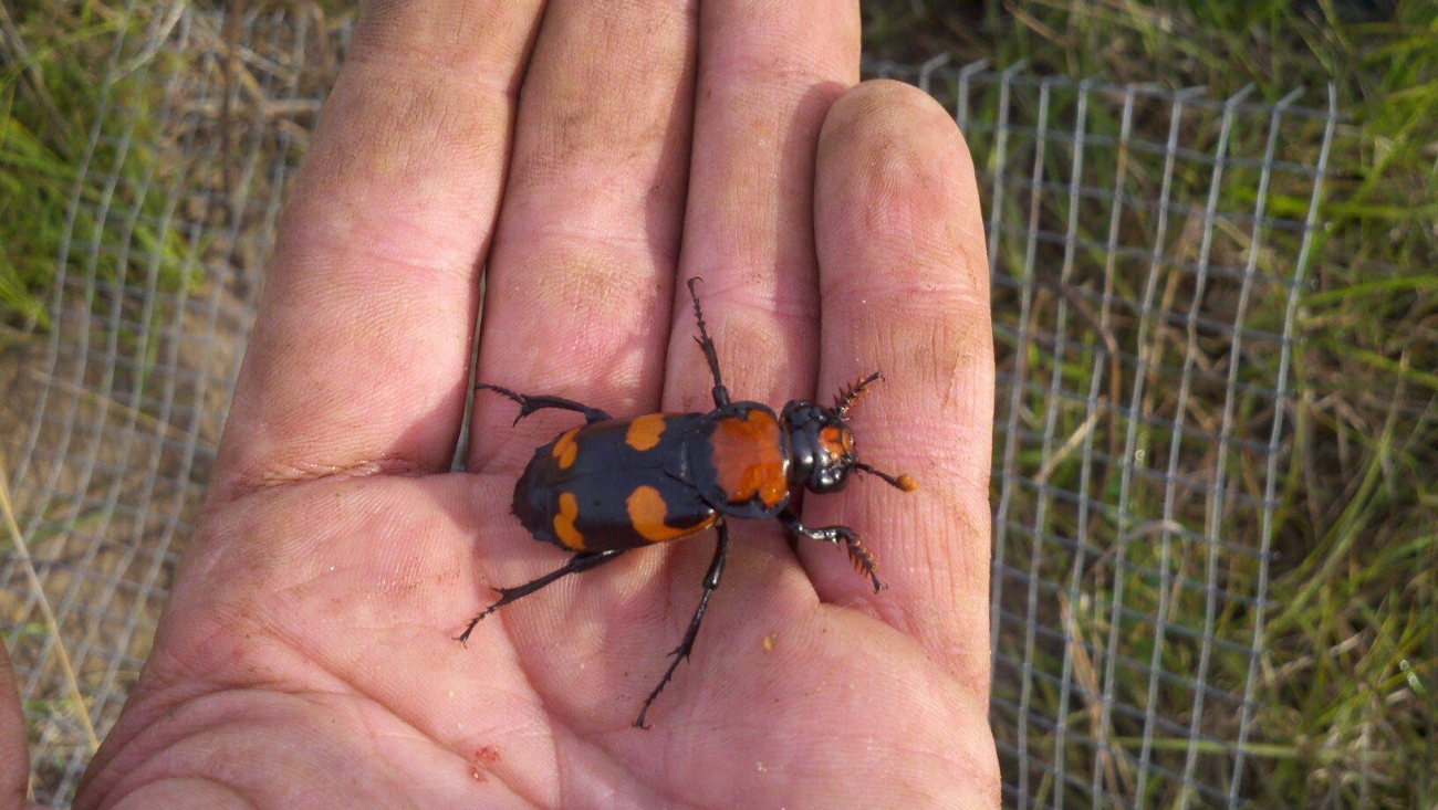 A beetle that nearly went extinct is getting back back to burying carcasses in Ohio