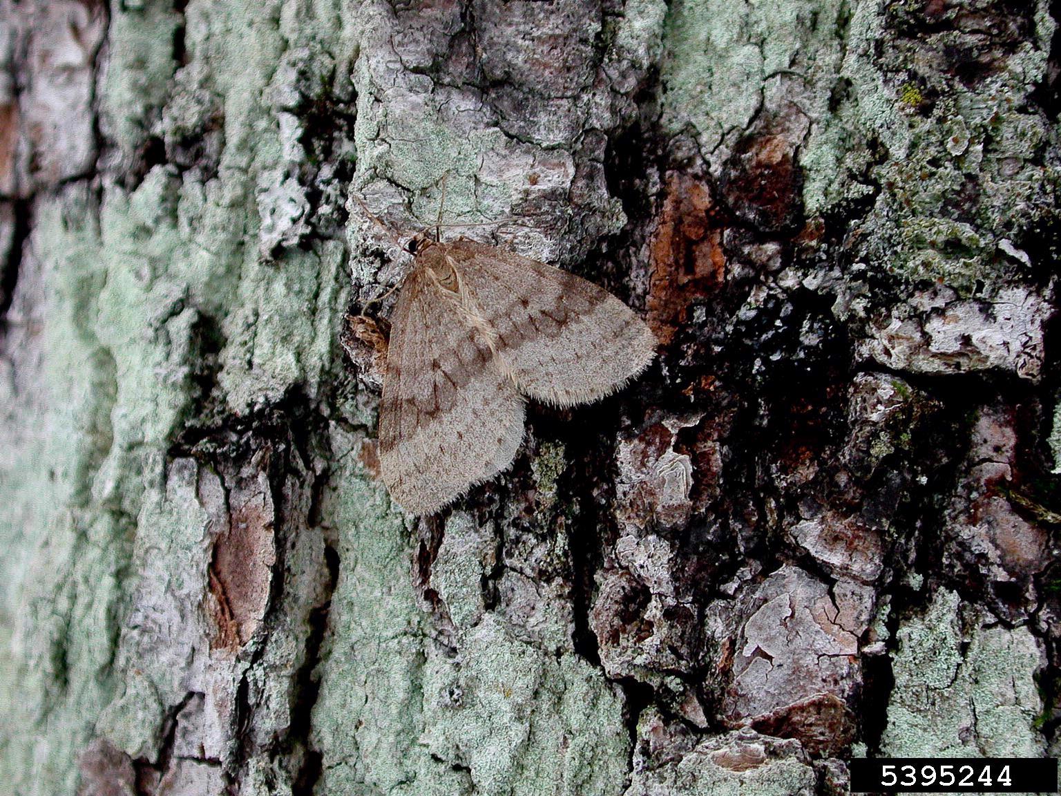 Something Wild: Why are we seeing moths in winter? | New Hampshire