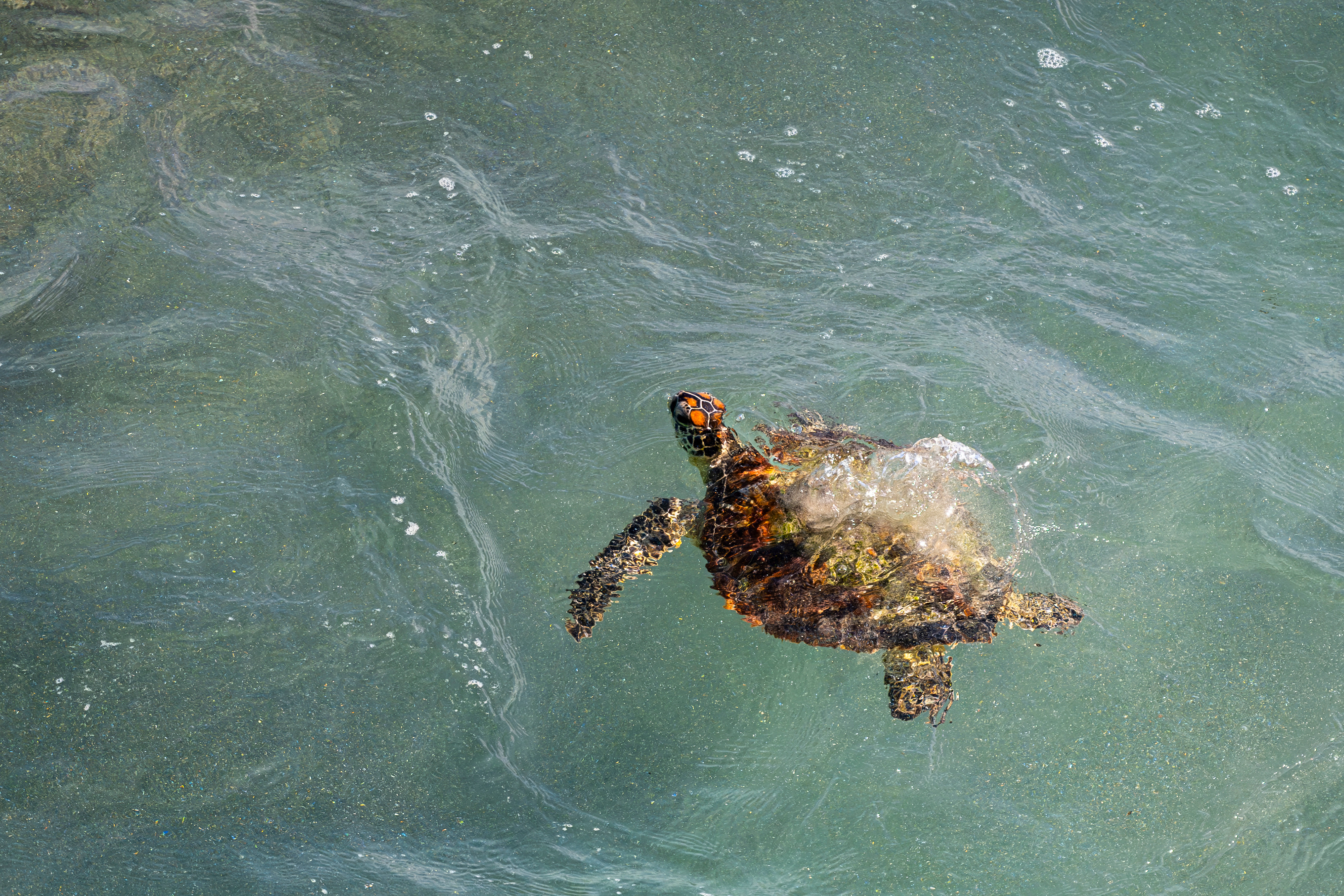 Keep an eye out for cold-stunned turtles amidst low temps | WQCS