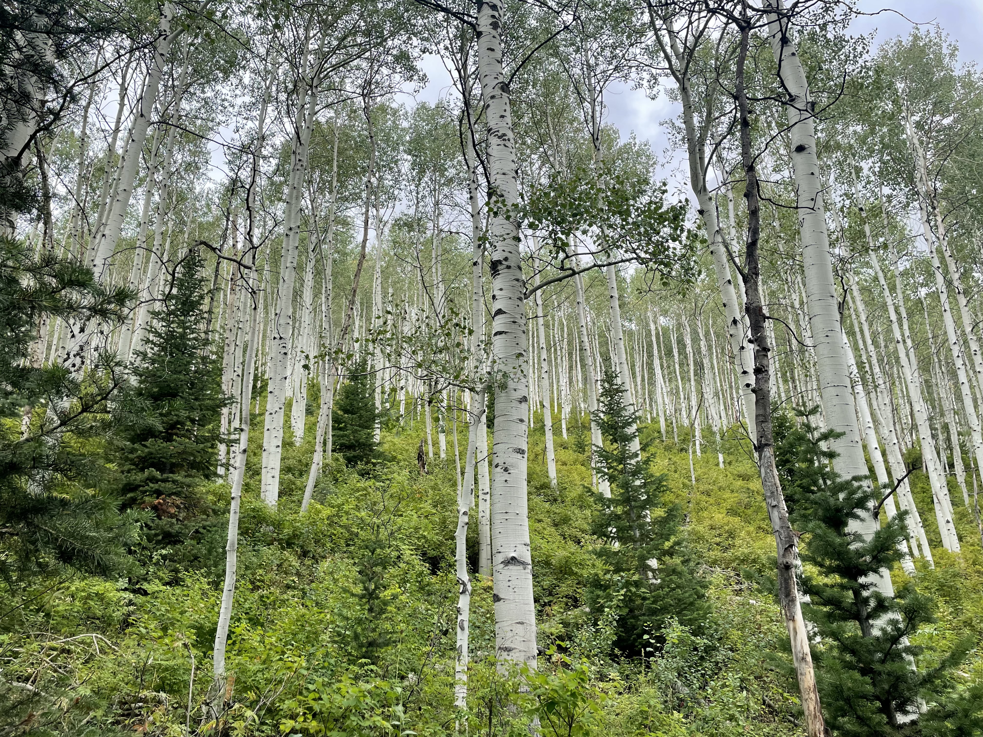 Iron Mountain conservation easement adds 160 acres to Park City's open space