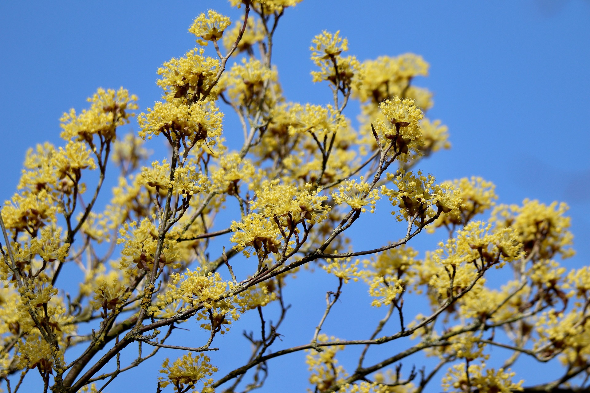 Yellow Man Tree Yellow Tree Blossom