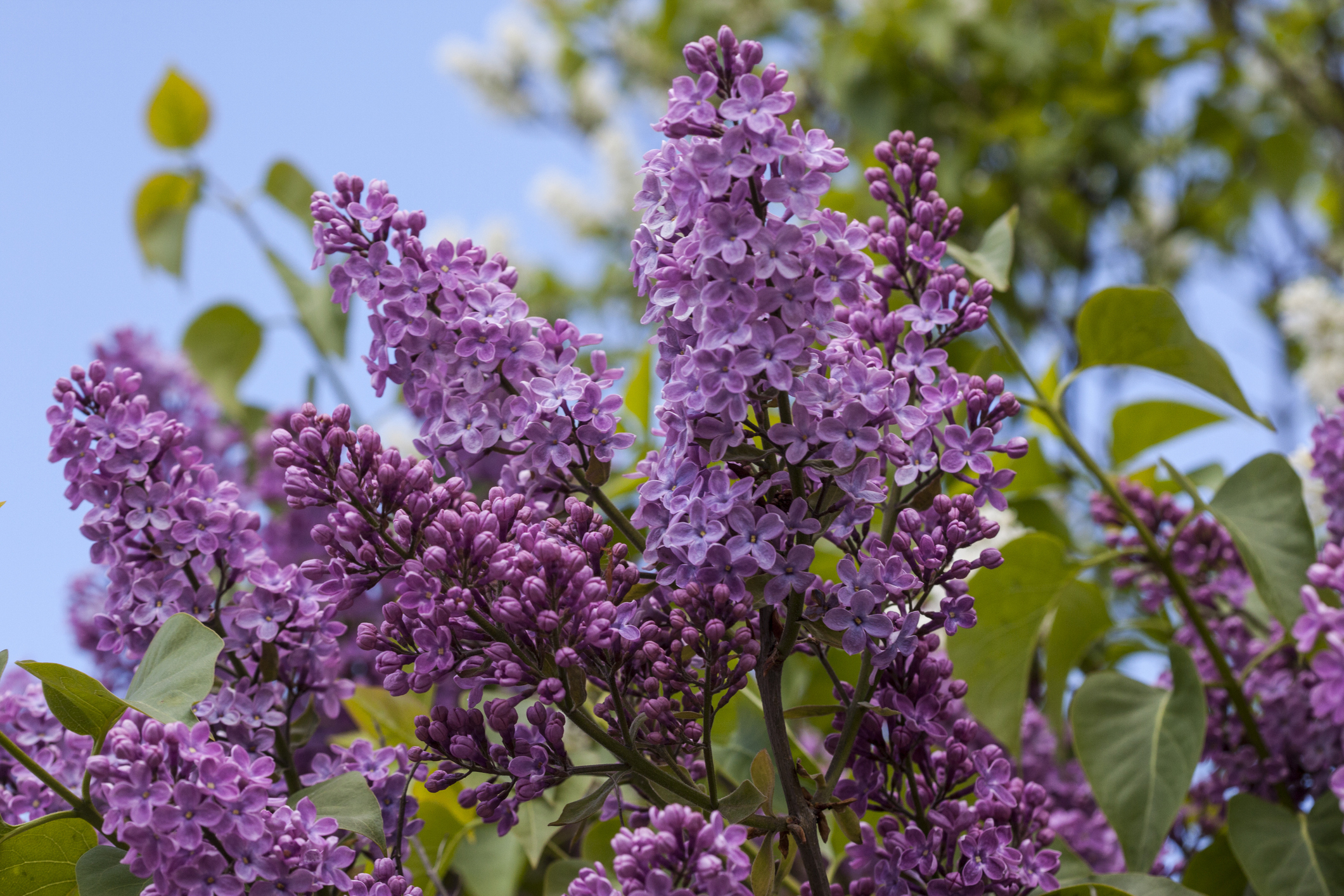 Plant some flowering shrubs close to your house so you can enjoy their  color and fragrance for years | Vermont Public