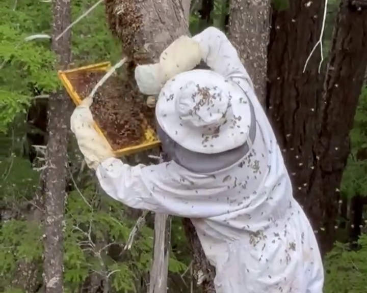 scraping-bees-from-a-tree.PNG