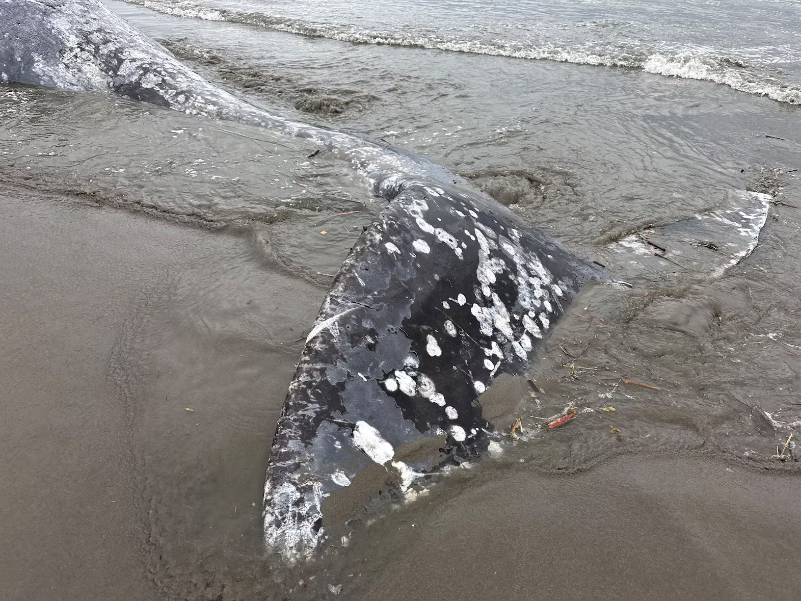 Gray whales are starving. Some have died off the Oregon Coast