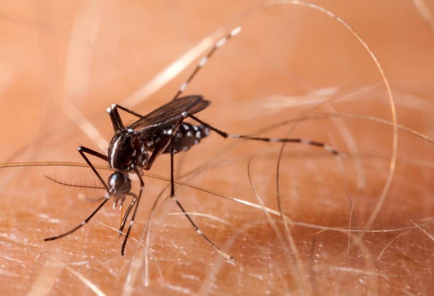 USA TODAY NETWORK via Reuters CoThe (Losing) Battle Against Mosquitoes