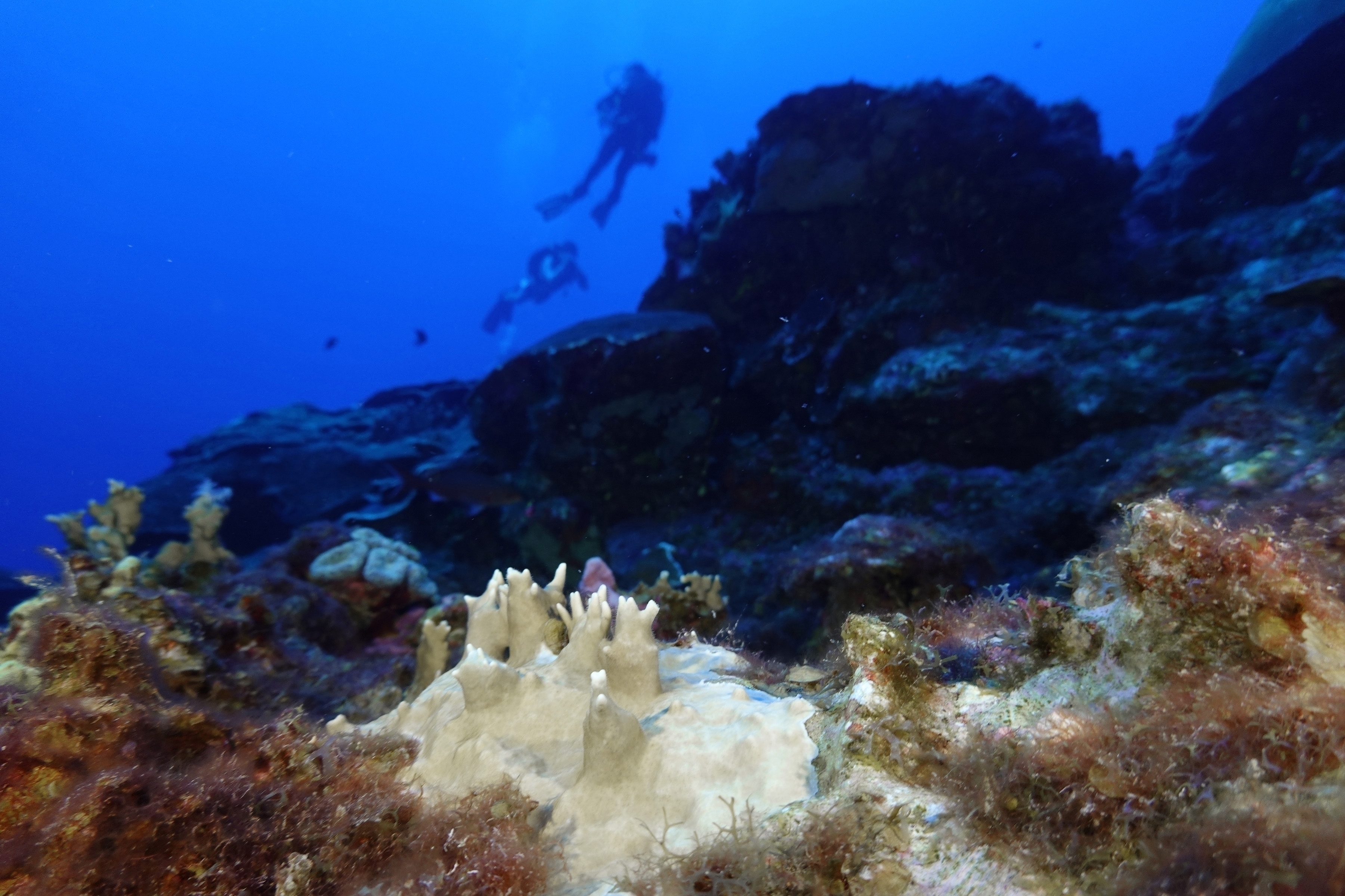 Experts say coral reef bleaching near record level globally because of 'crazy' ocean heat - Vimarsana News