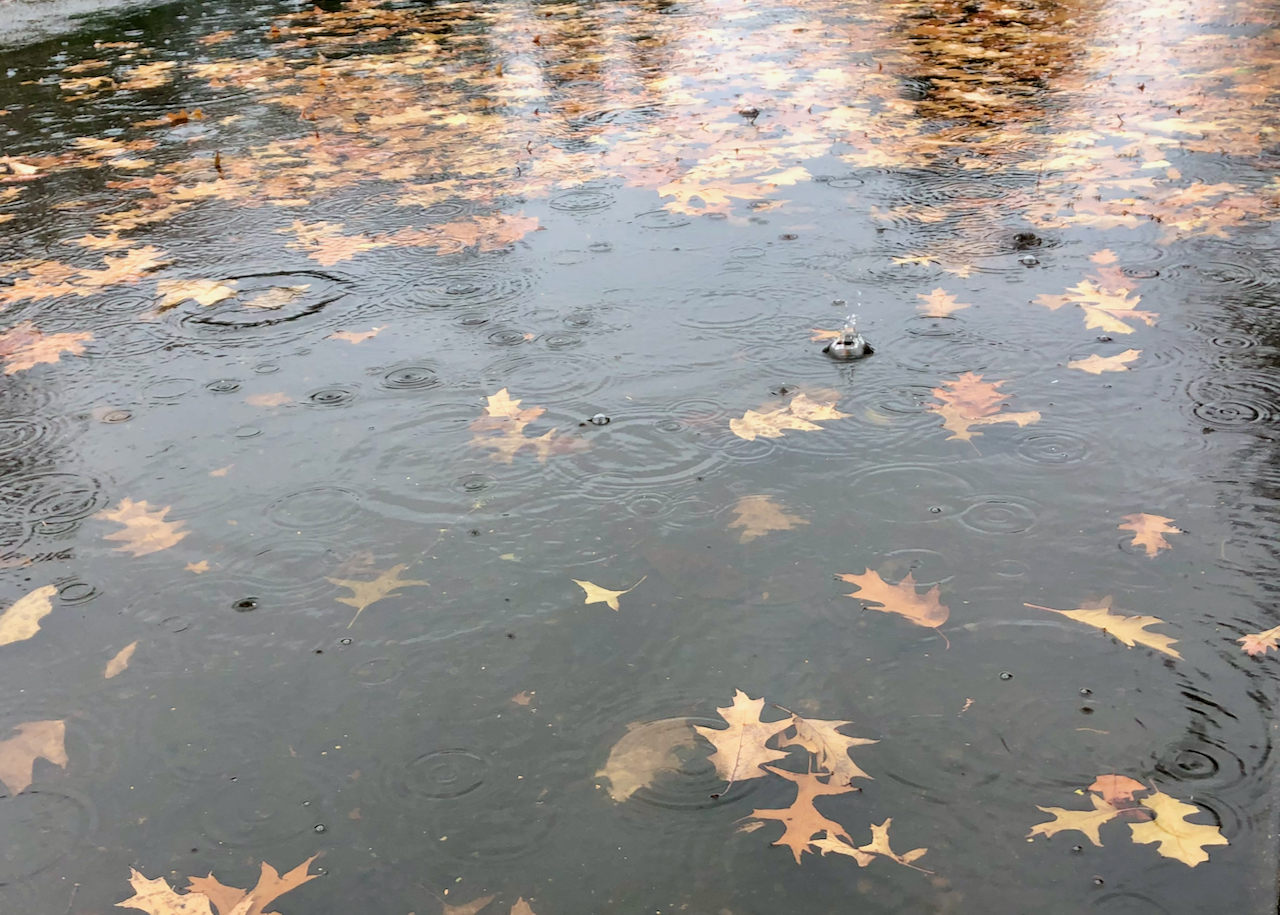 rain.jpeg