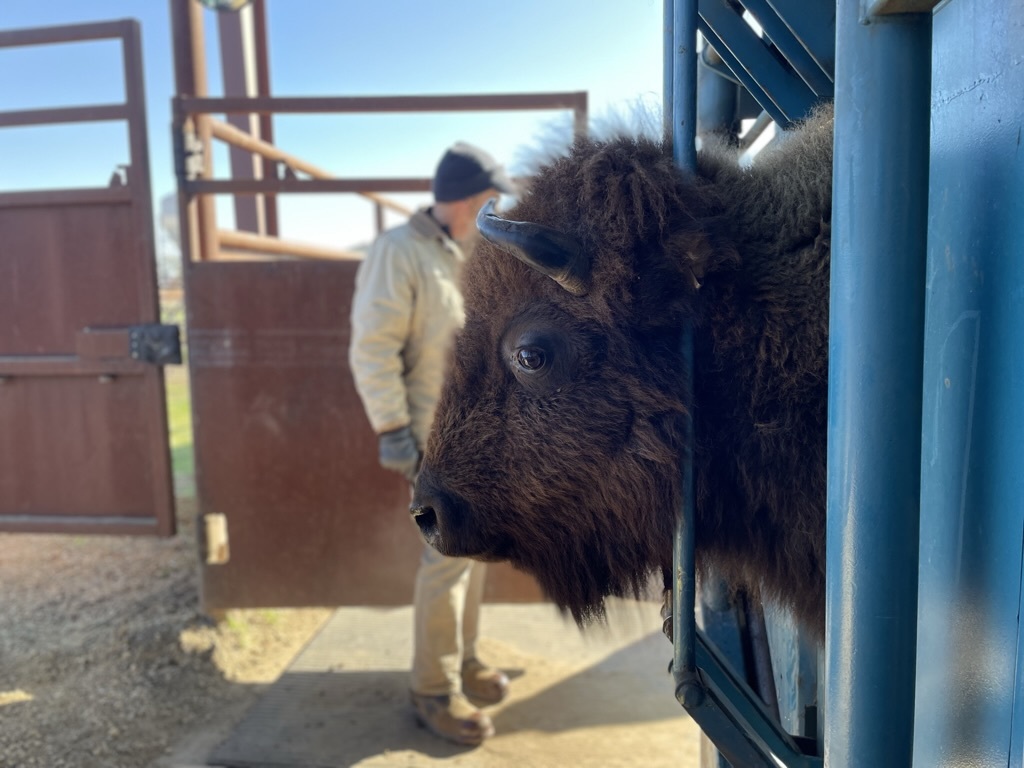 Buffalo are being restored to tribal lands throughout the Midwest - Vimarsana News