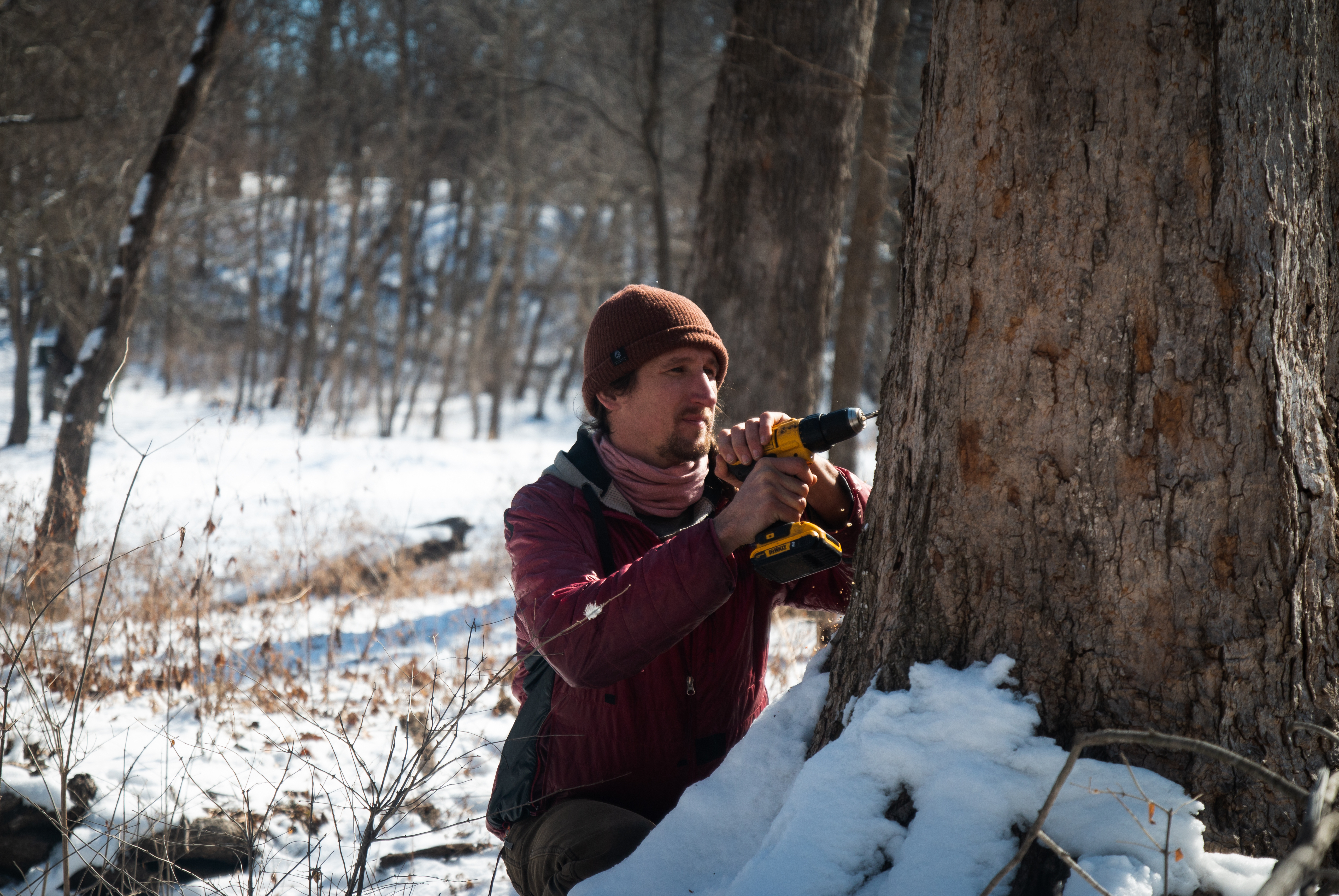Maple syrup producers in the lower Midwest tap into small, local markets - Vimarsana News