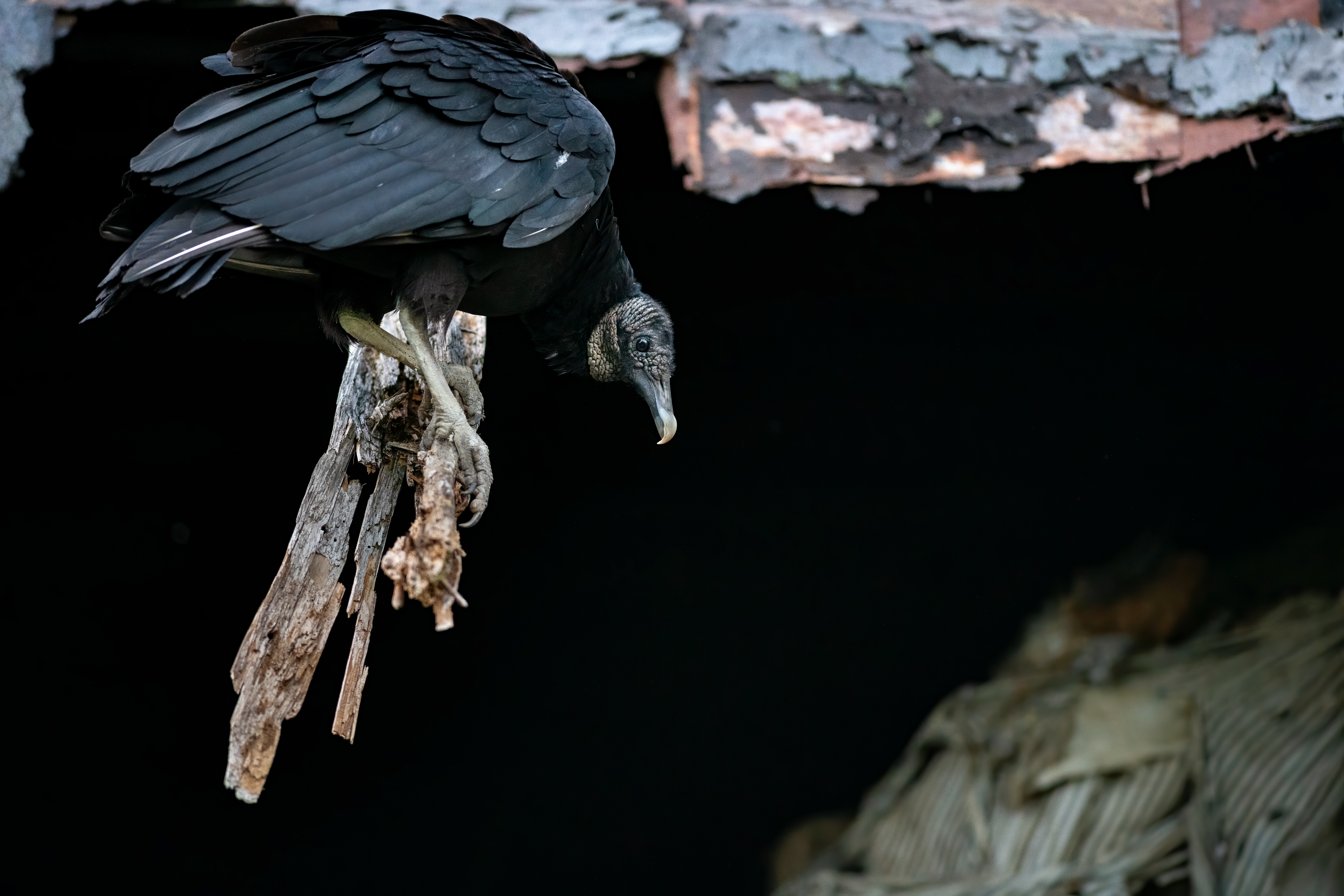 A landmark family of vultures nested in an old Burlington barn. Then the building was demolished - Vimarsana News