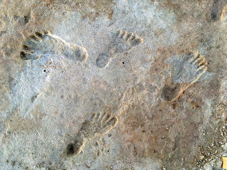 ちび／FOOTPRINTS fossil-side-overview-01-20-