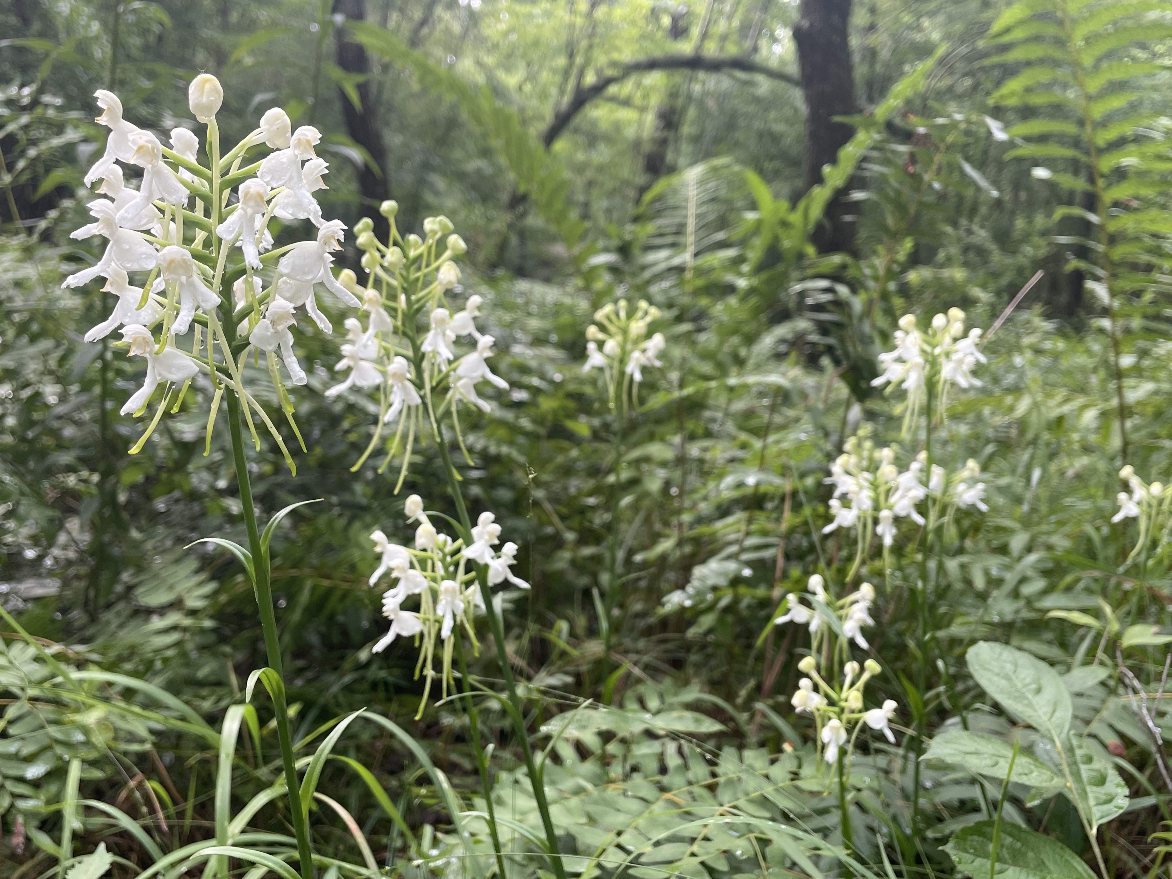 Threatened orchids were returning to southern Kentucky, then the