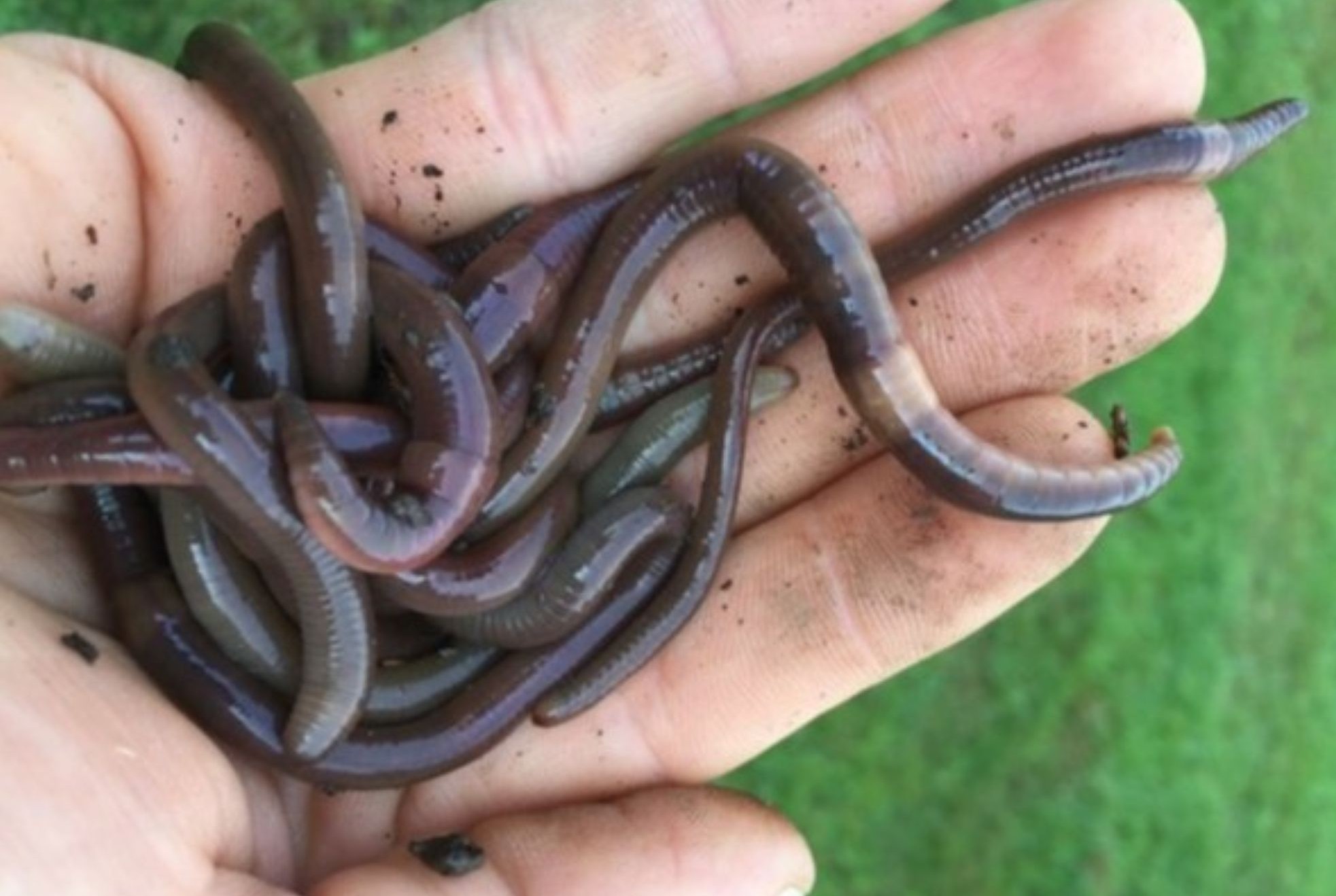Earthworms Playing And Working Together