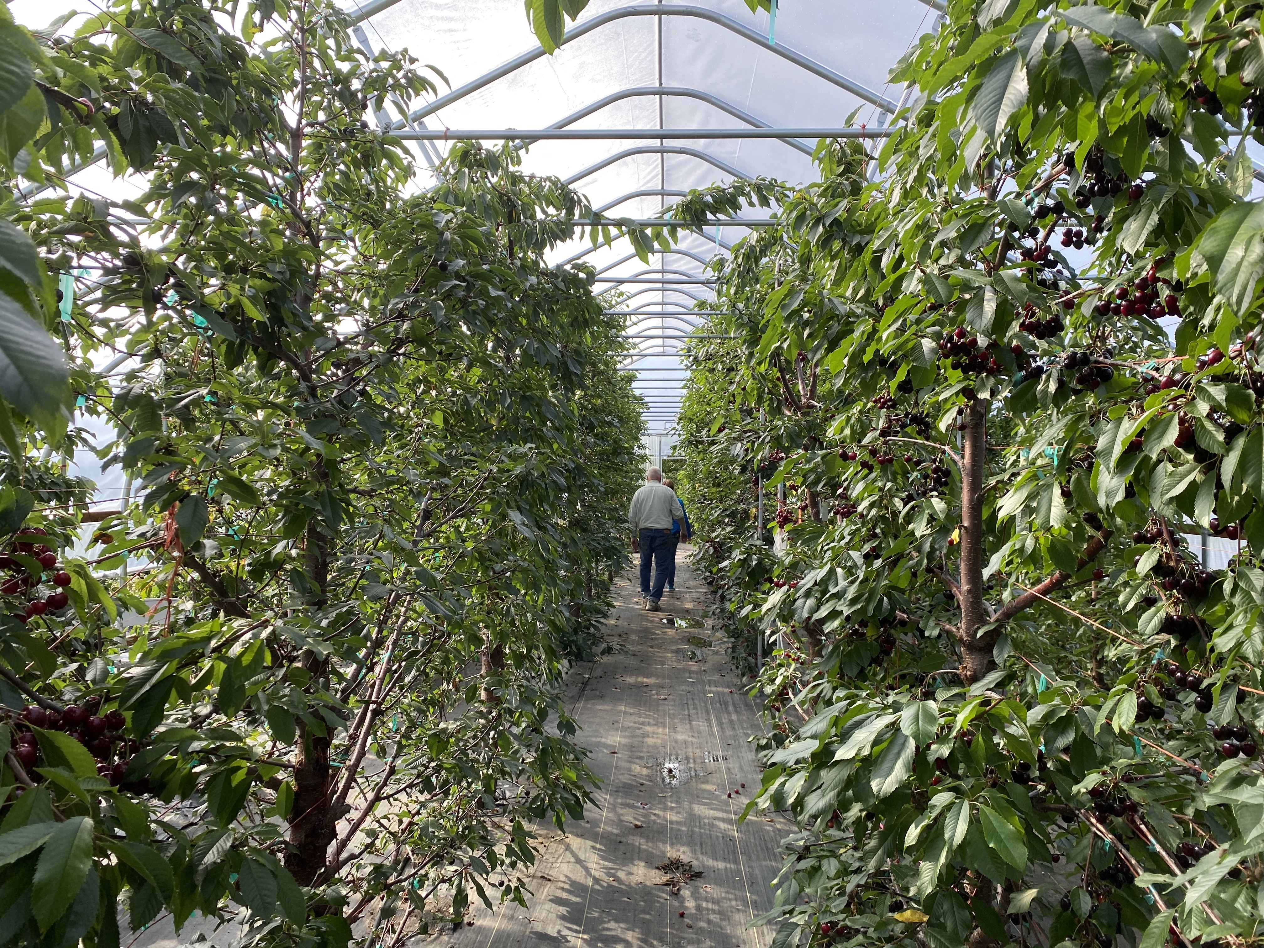 Nikiski farm cultivates cherry-growing experiment
