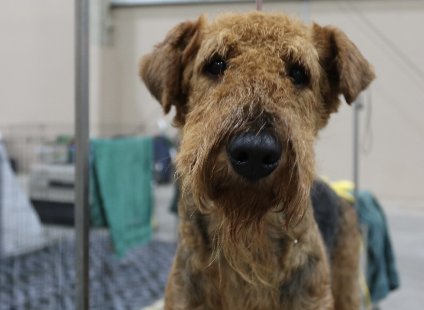 FDA rolls out animal drugs to combat screwworm, including generic pet treatments