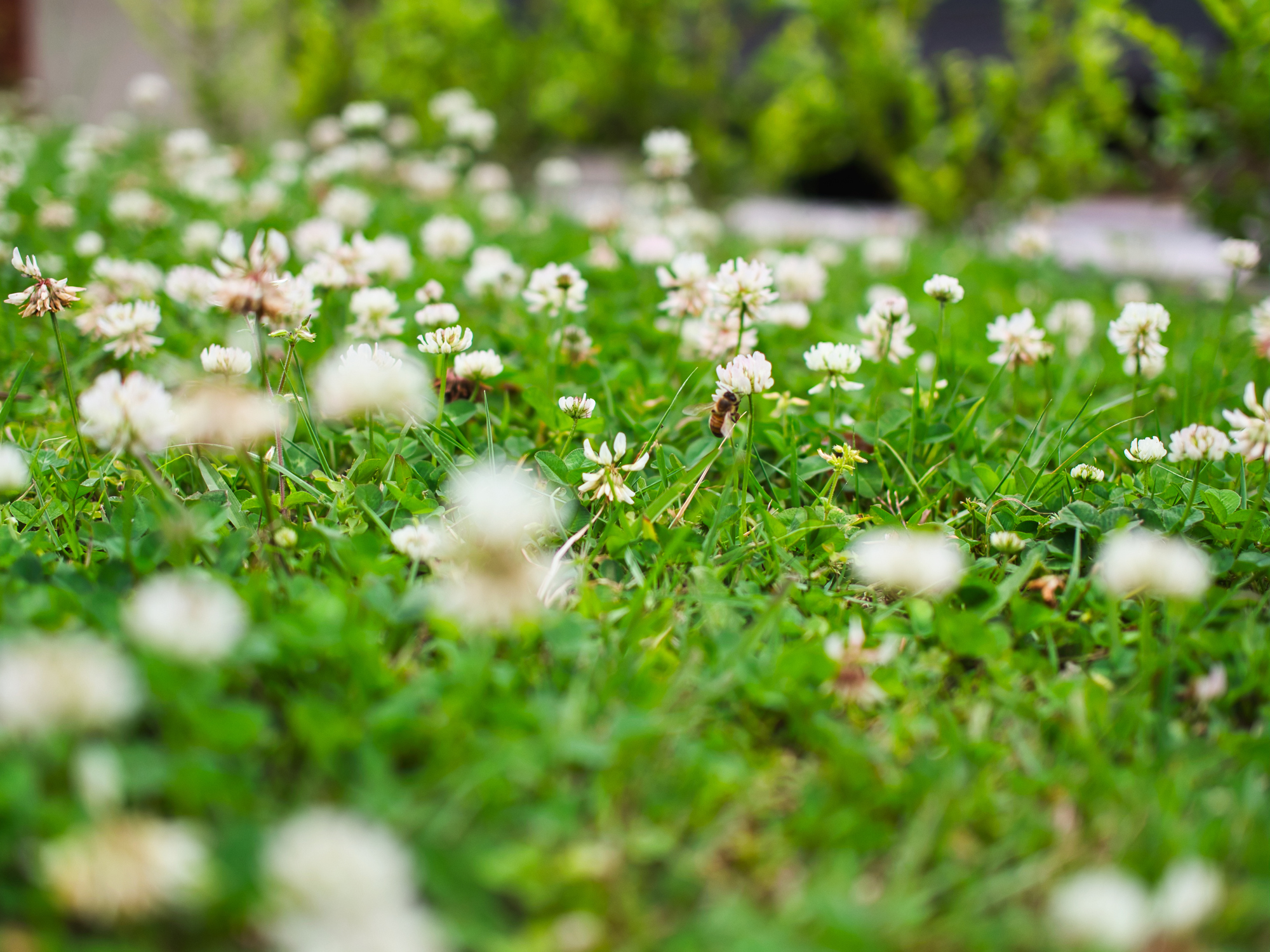 Plant green, flowering ground cover for a mowable, pollinator