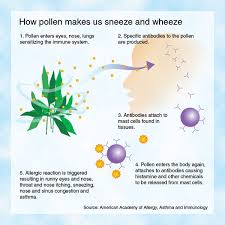 NJ allergy sufferers expected to find relief this season | WBGO Jazz