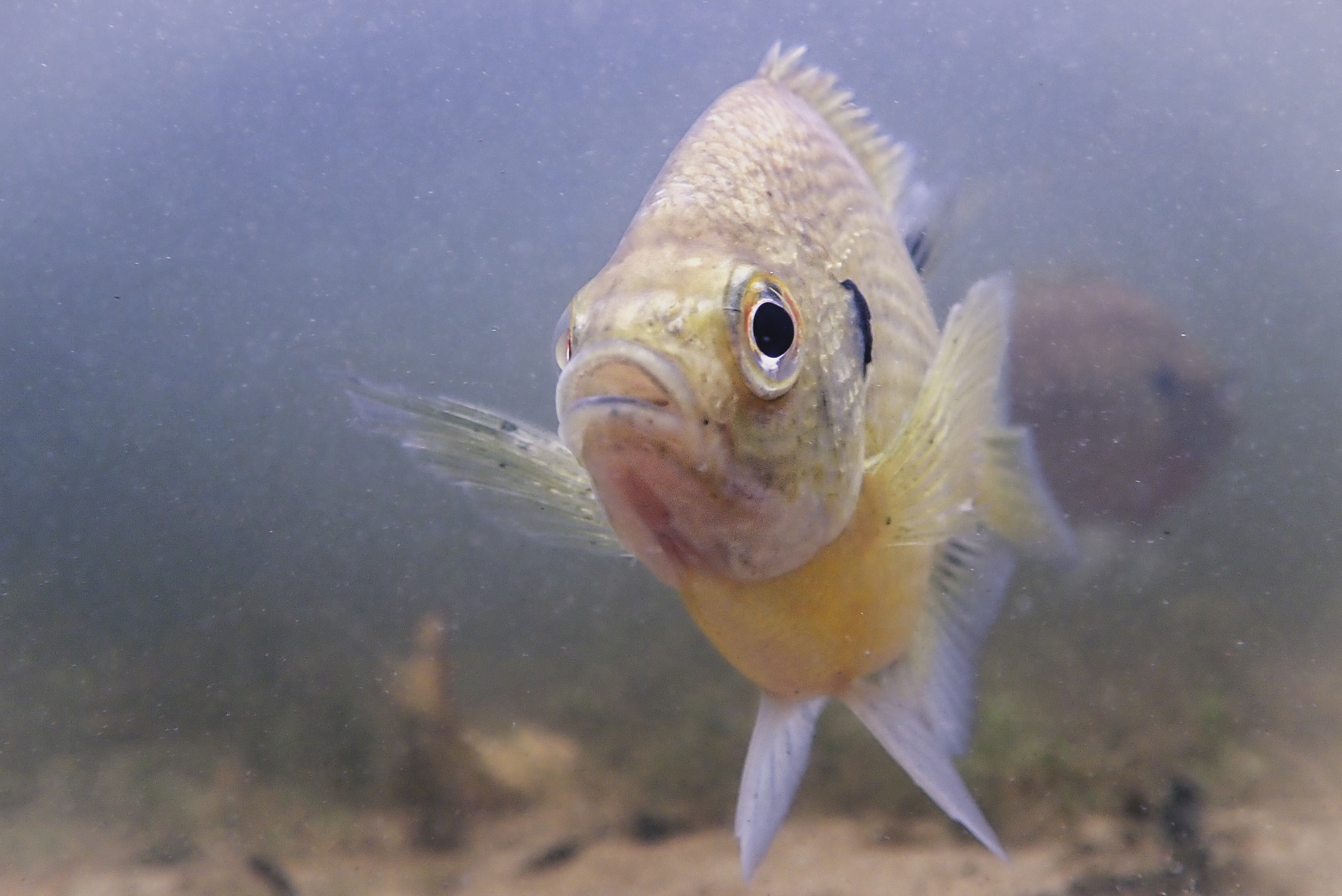 DNR reports more fish kills amid high temps, little rain | KAXE