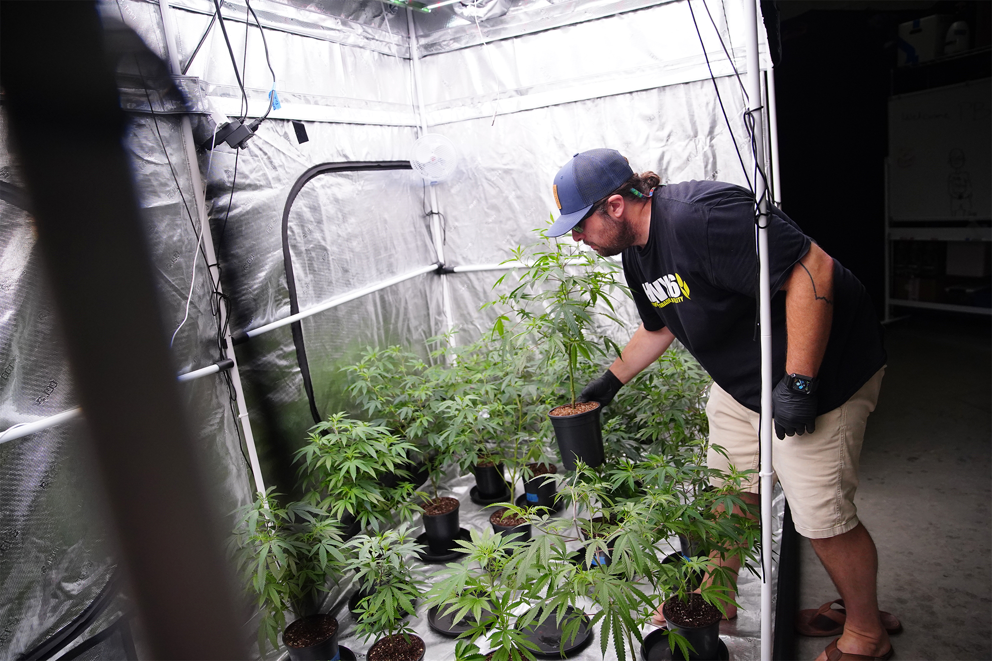 What you need to know when it comes to cultivating cannabis | Ideastream  Public Media