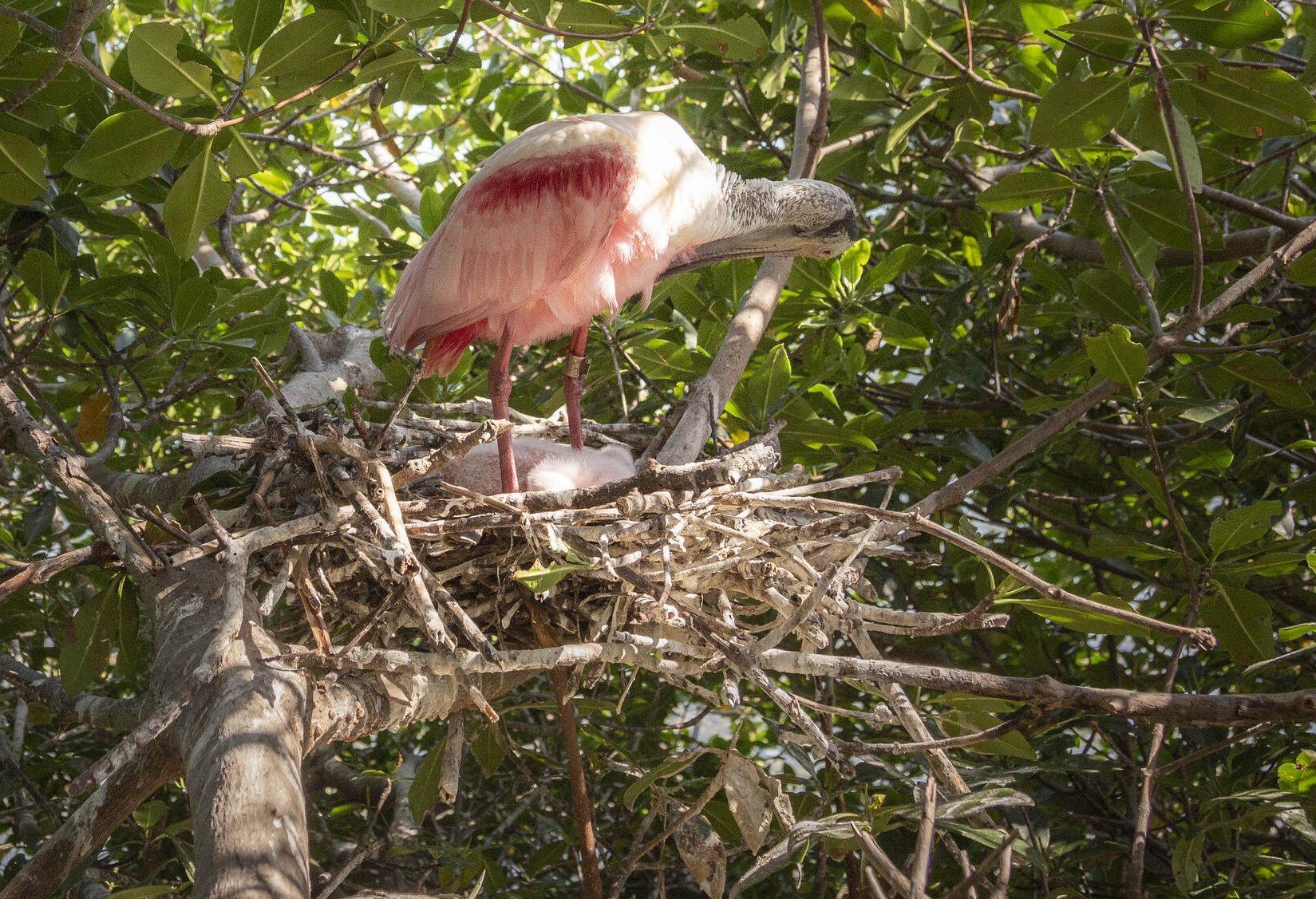 Oldest roseate spoonbill alive discovered in Florida Bay - Vimarsana News