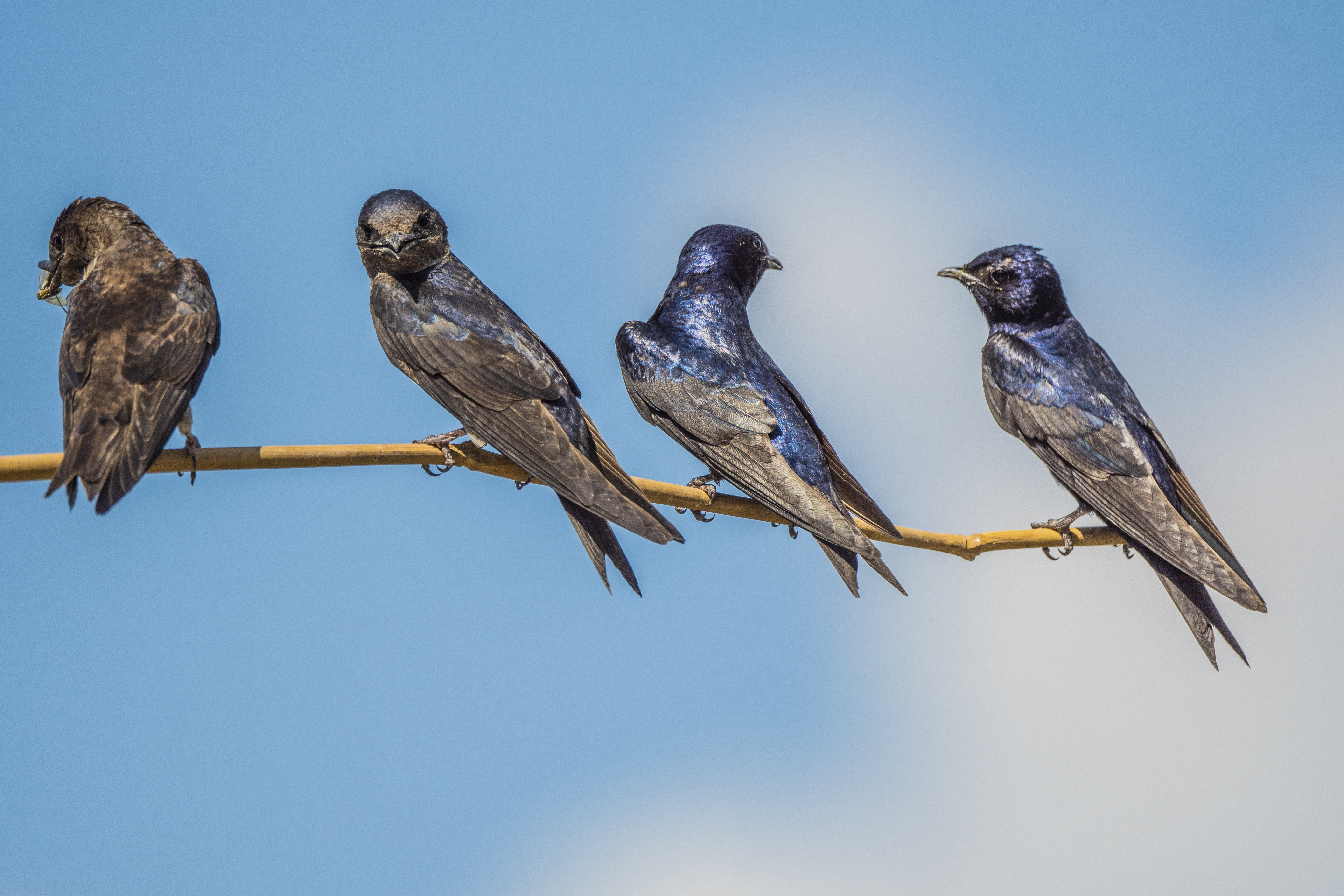 Bird Alliance moves to address housing shortage for purple martins