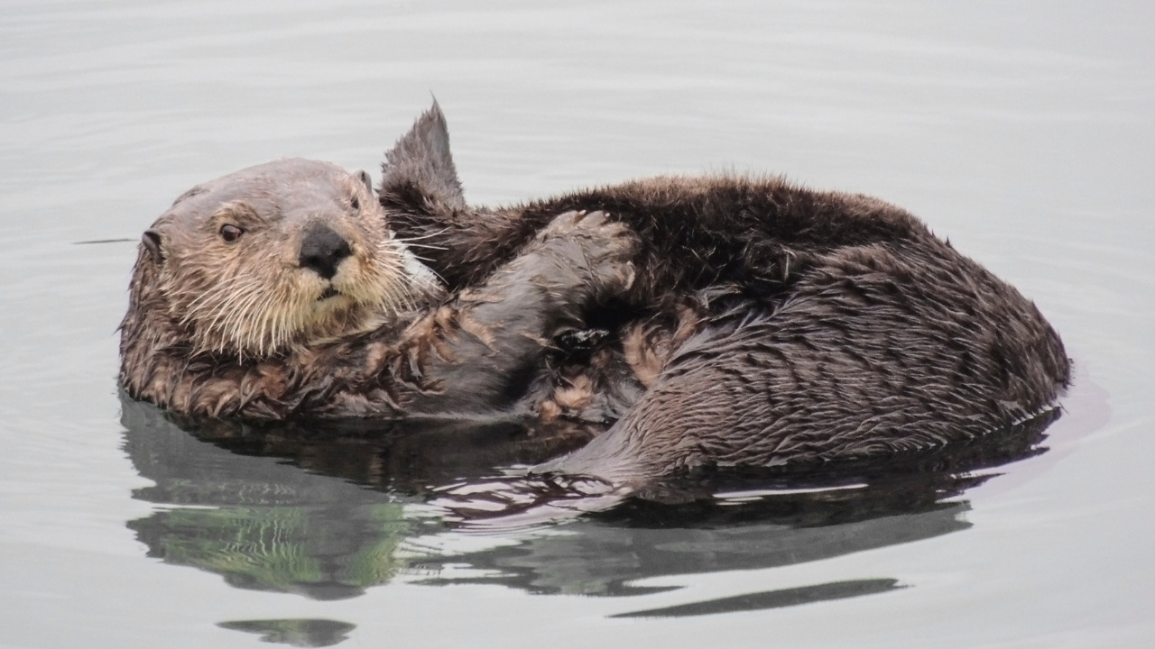 Sea otters can be reintroduced to the Oregon coast, but it must be done carefully, report says - Vimarsana News