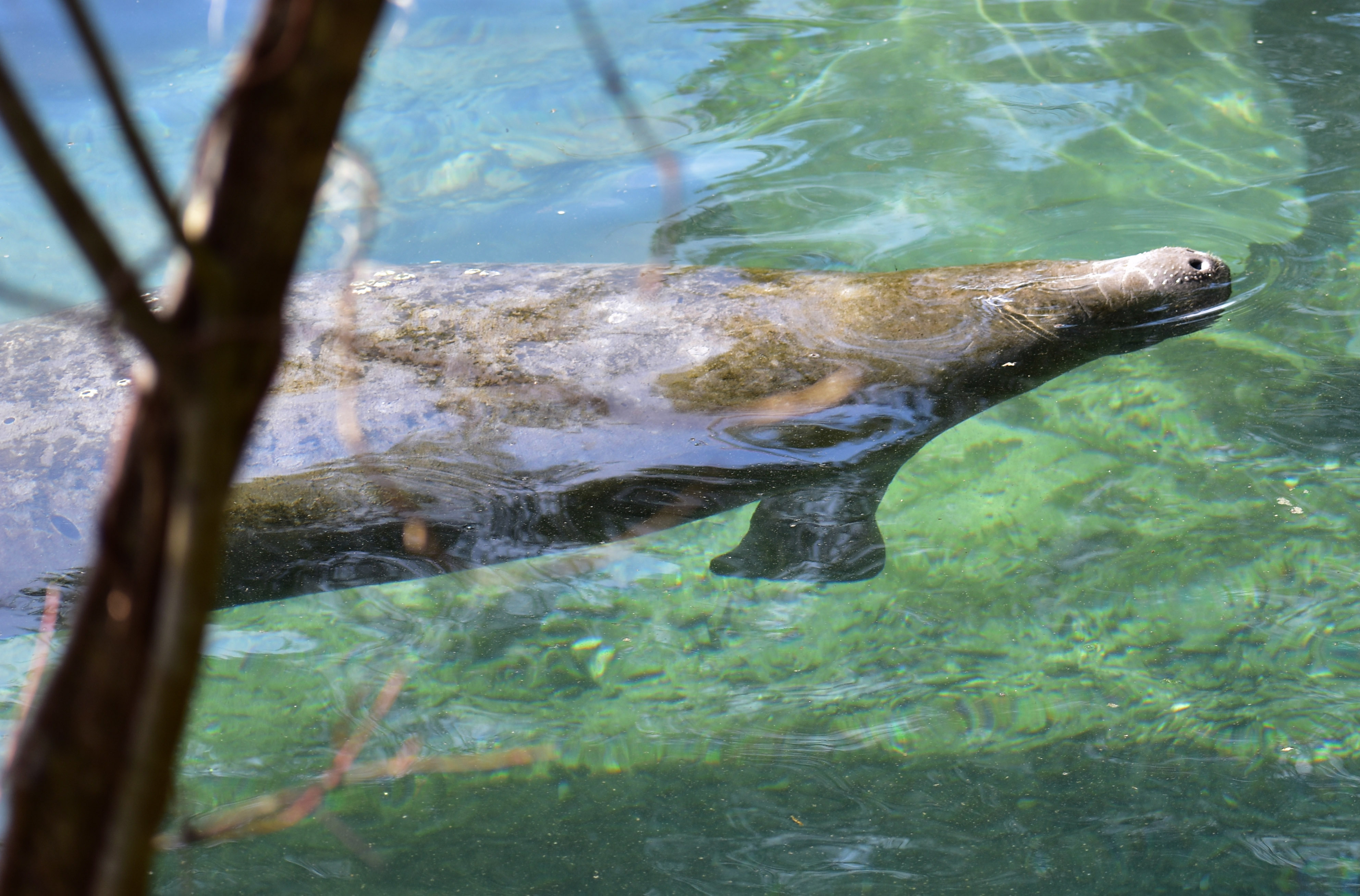 The new year starts with a high number of manatee deaths across Florida - Vimarsana News