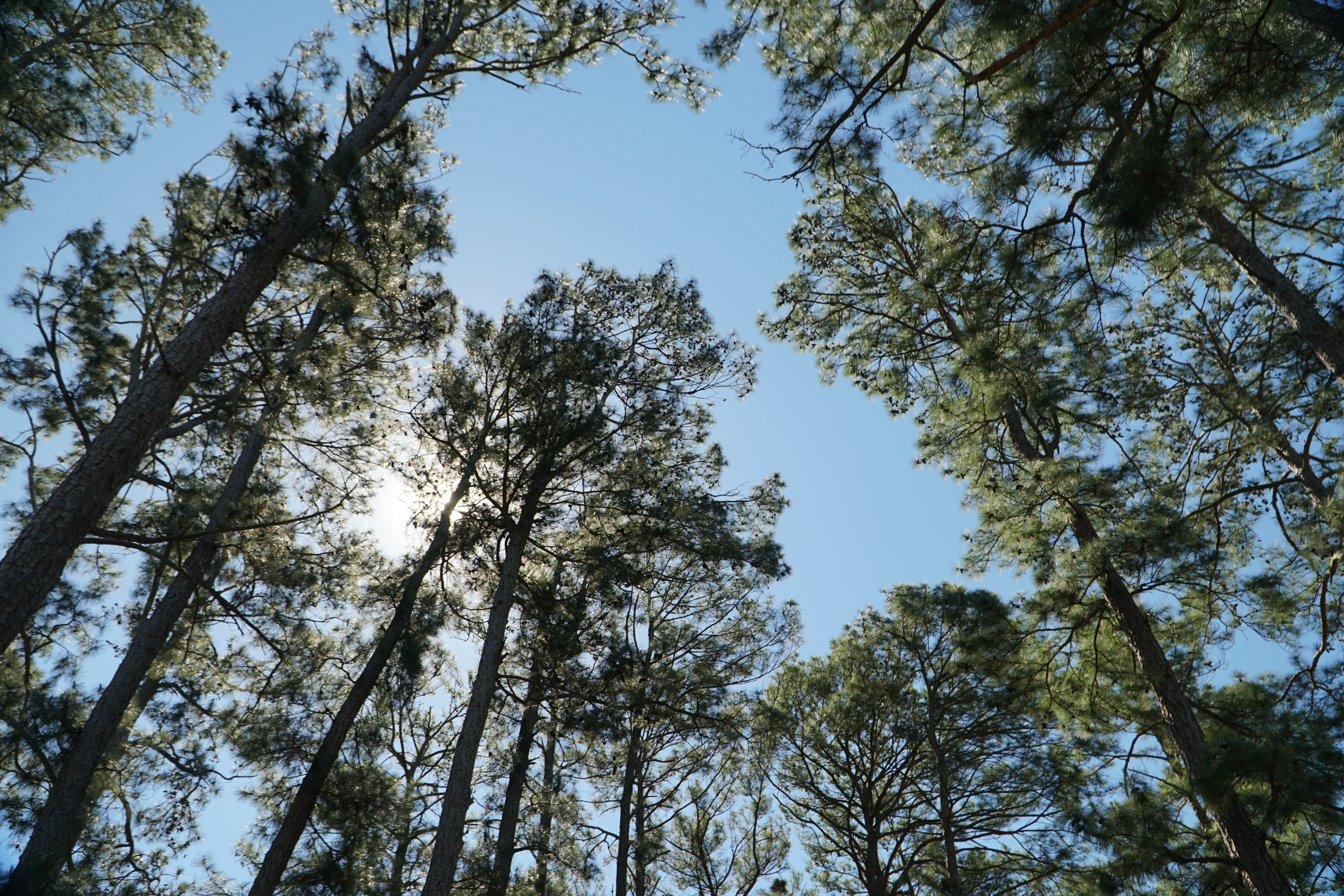 Texas parks department adopts new prescribed burn standards after wildfire - Vimarsana News