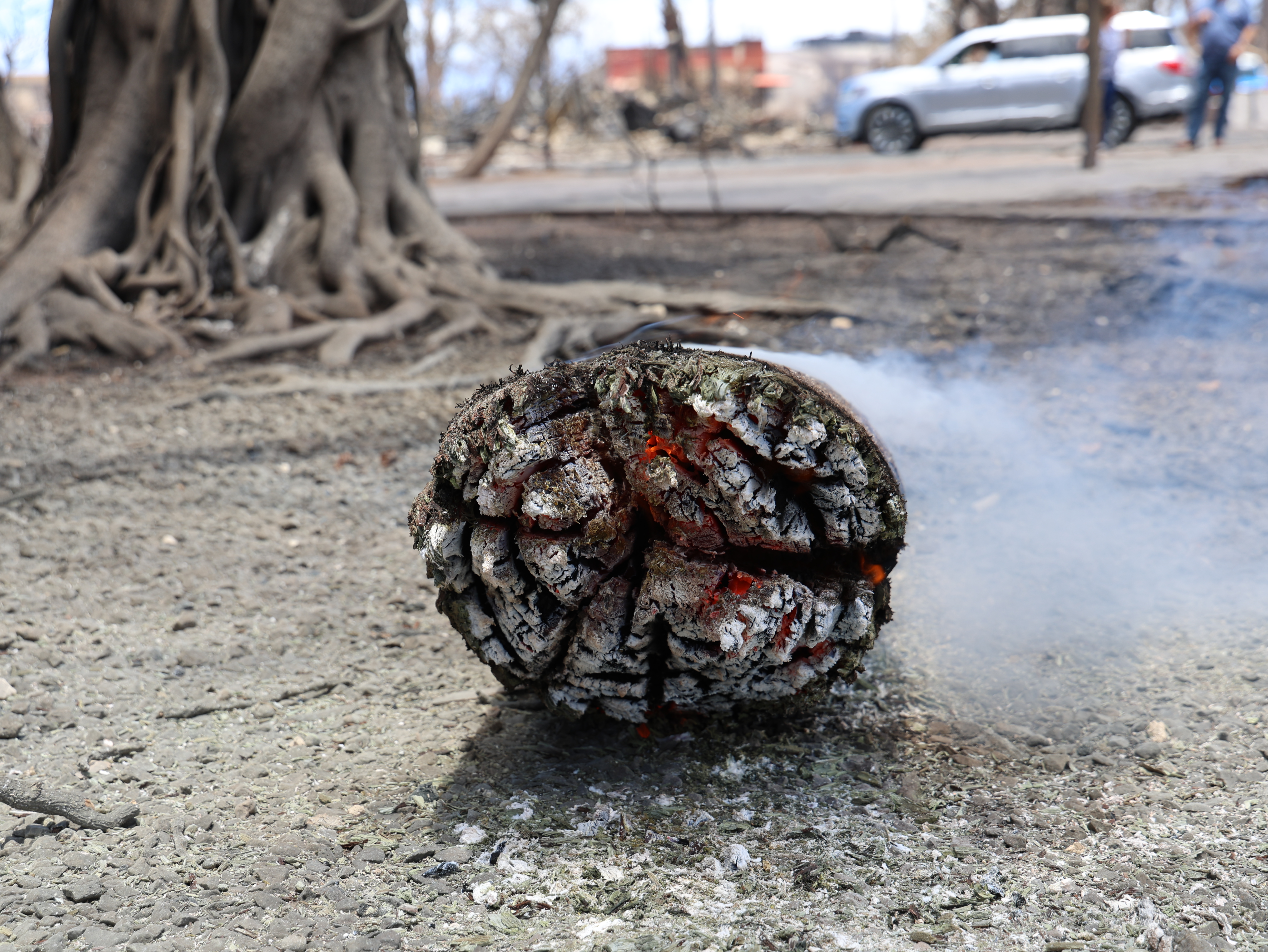 燃える樹 How did the Maui fire spread so quickly? | Hawai'i Public Radio