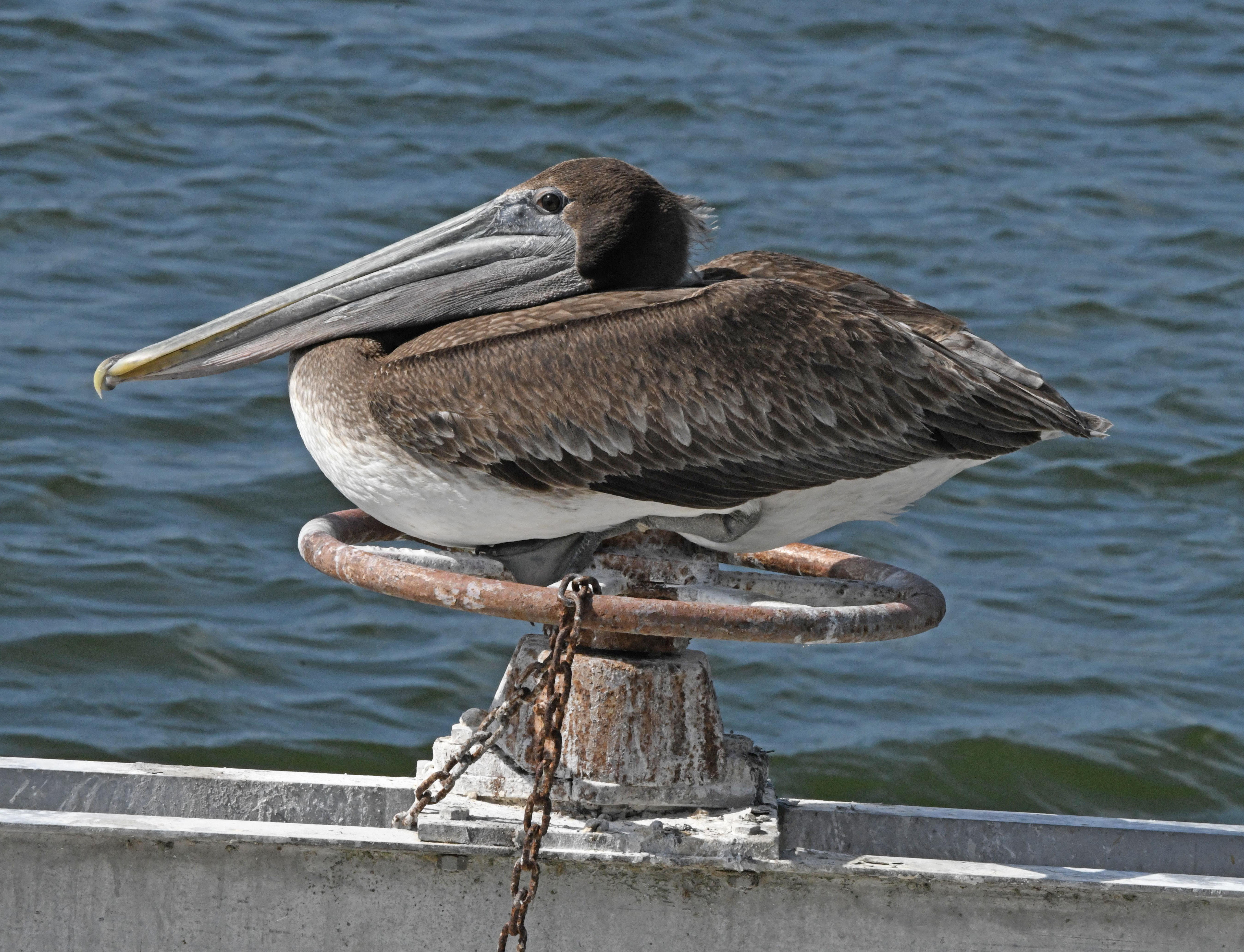 Brown Pelican | WGCU News | PBS & NPR for Southwest Florida