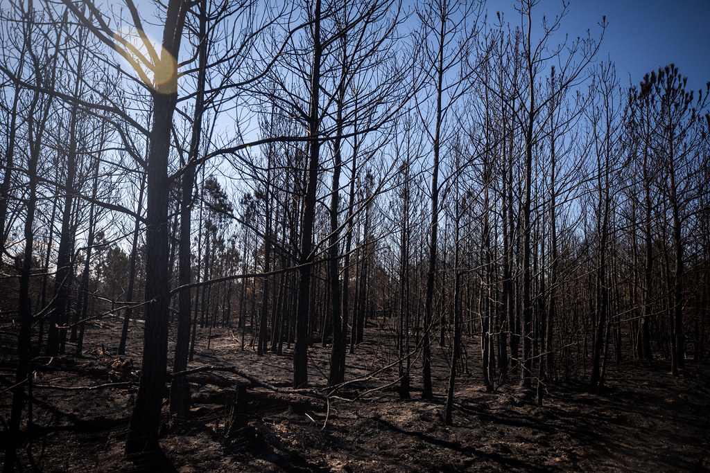 Wildfires ravage Central and West Texas as dry, windy conditions continue - Vimarsana News