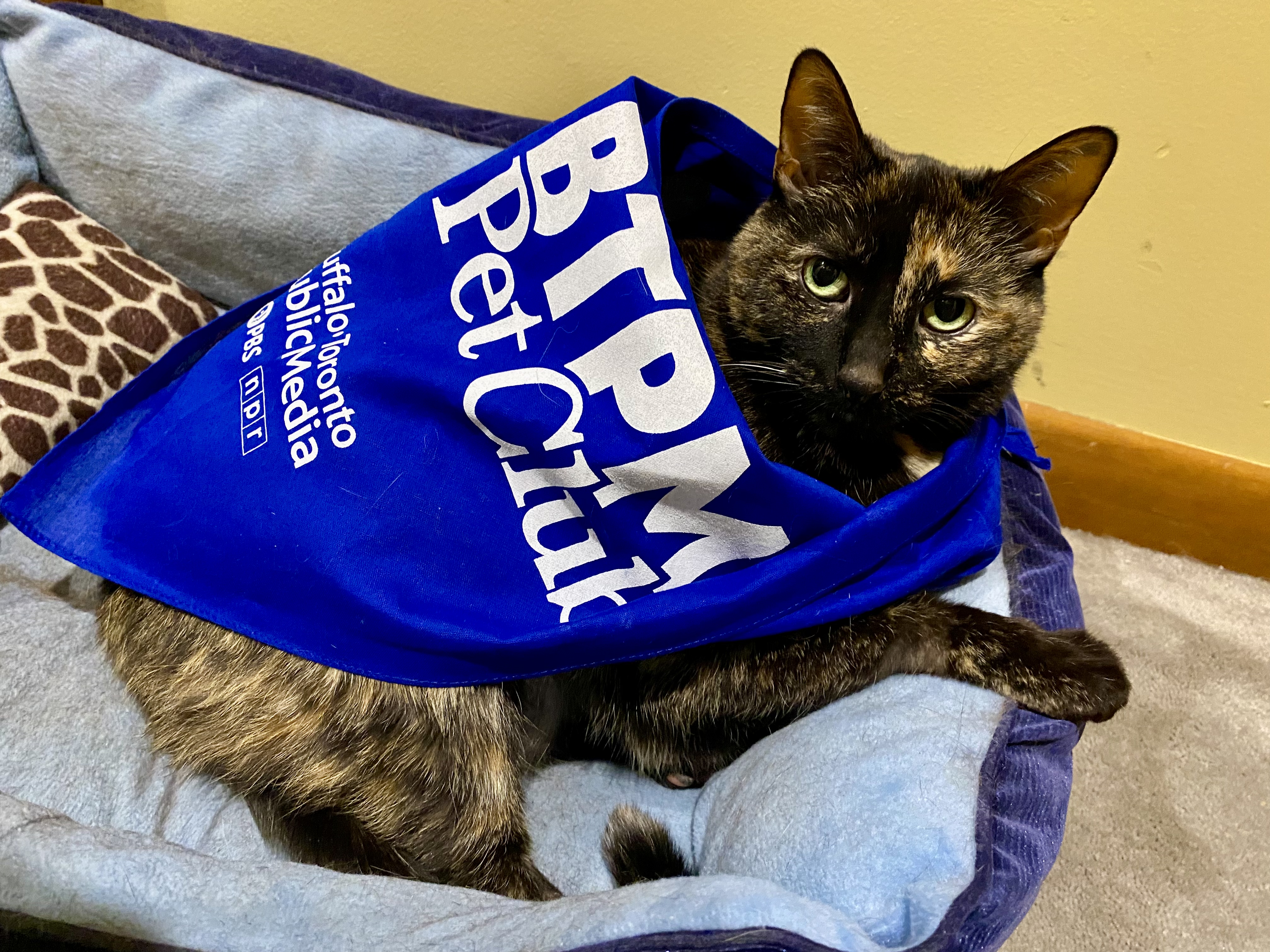 Cat wearing a BTPM Pet Blub bandana