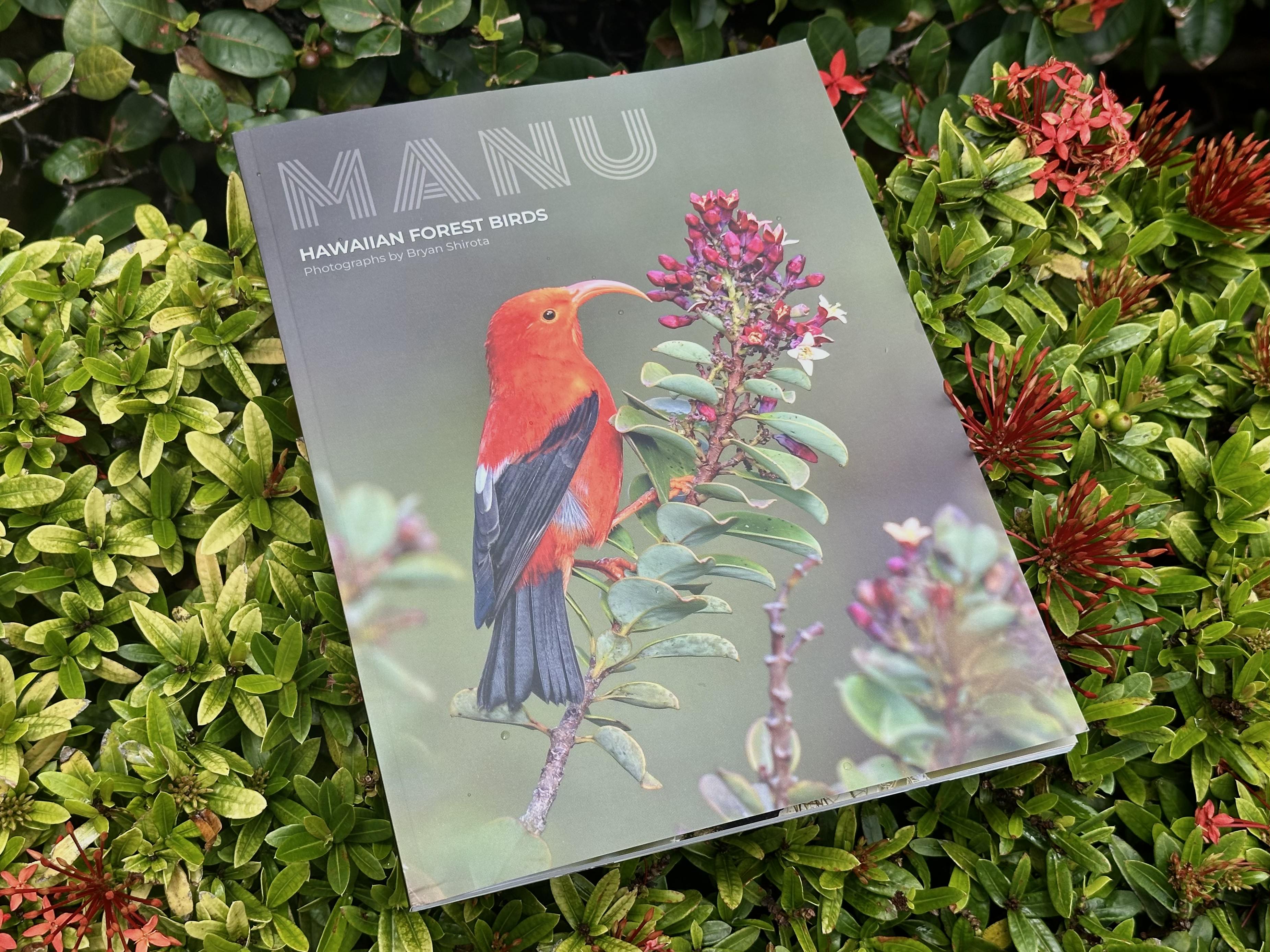Eagle-eyed photographer captures the beauty of Hawaiian birds in a