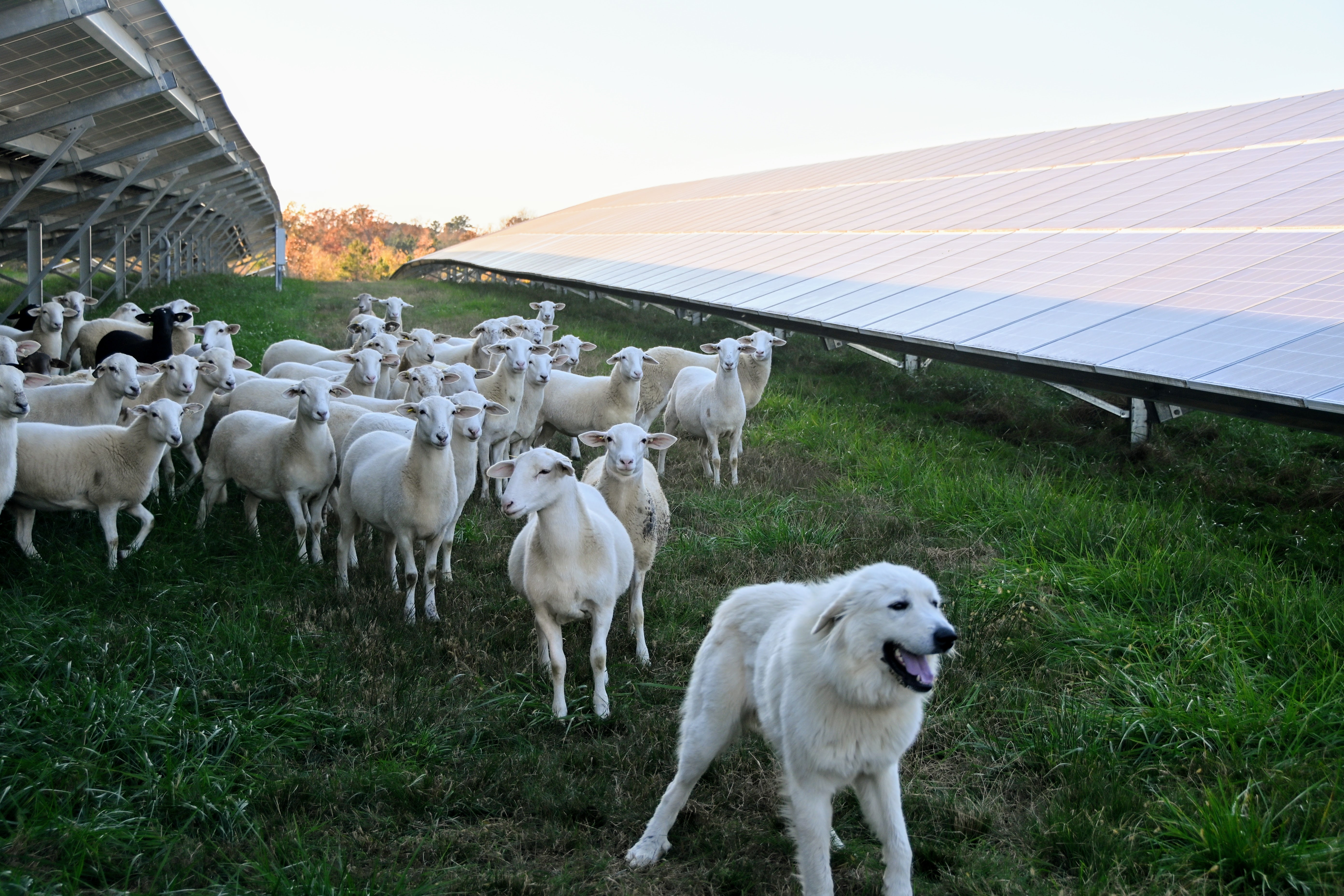 At this North Carolina farm, the specialties are lamb and solar power |  WFAE 90.7 - Charlotte's NPR News Source