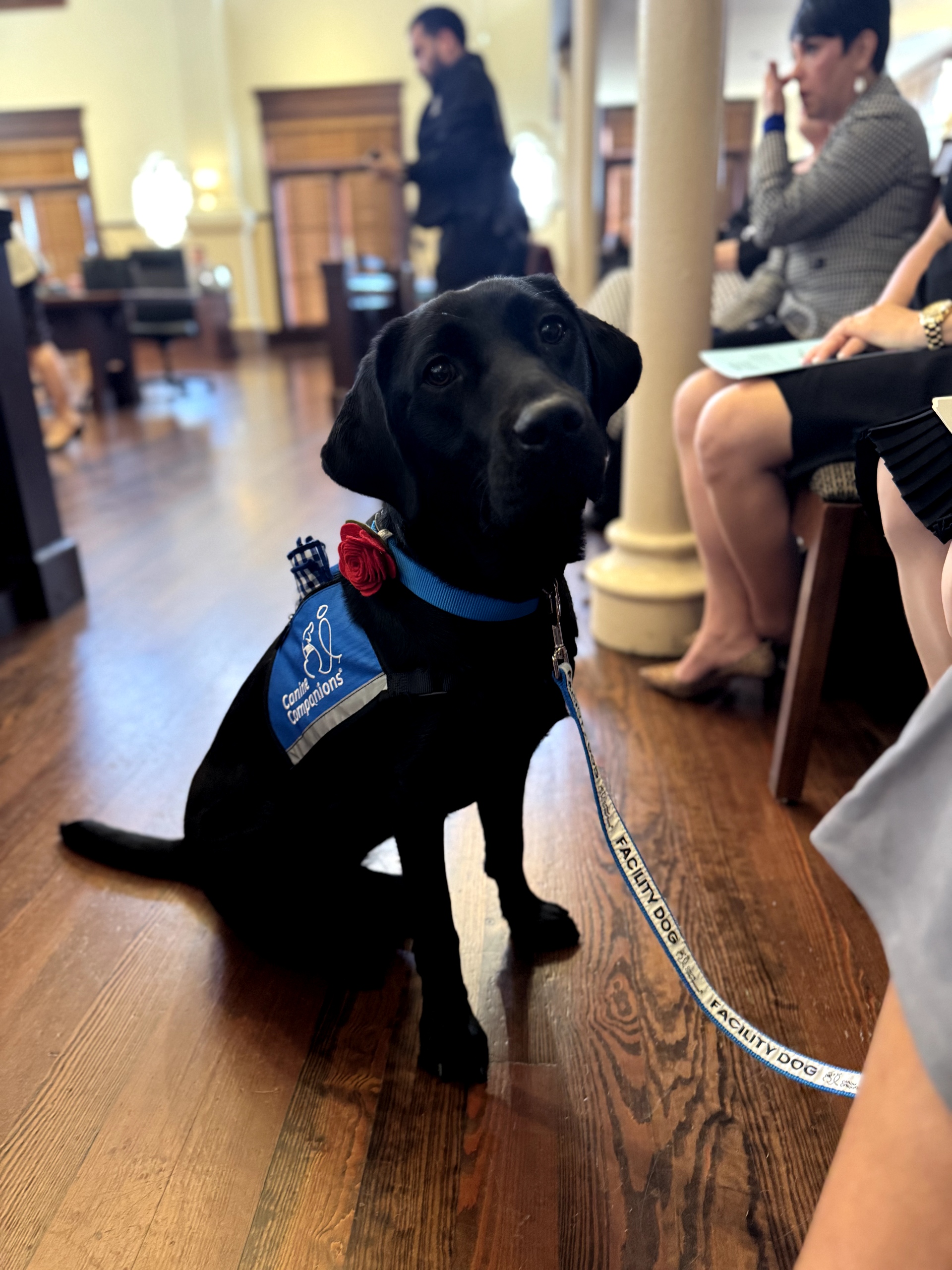 Bexar County commissioners welcome dog to cheer traumatized kids