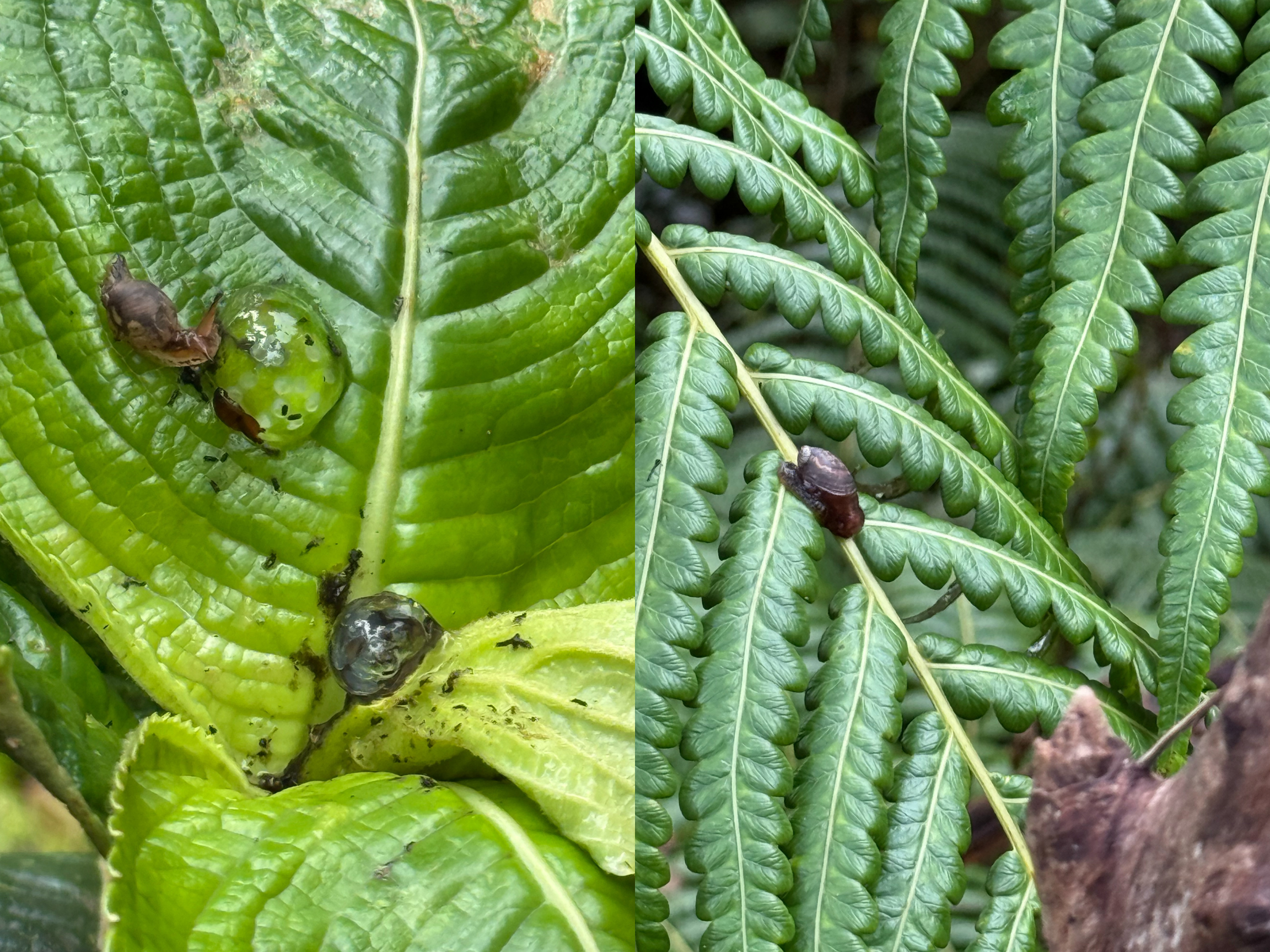 Native snails thought to be extinct crawl back into sight | Hawai