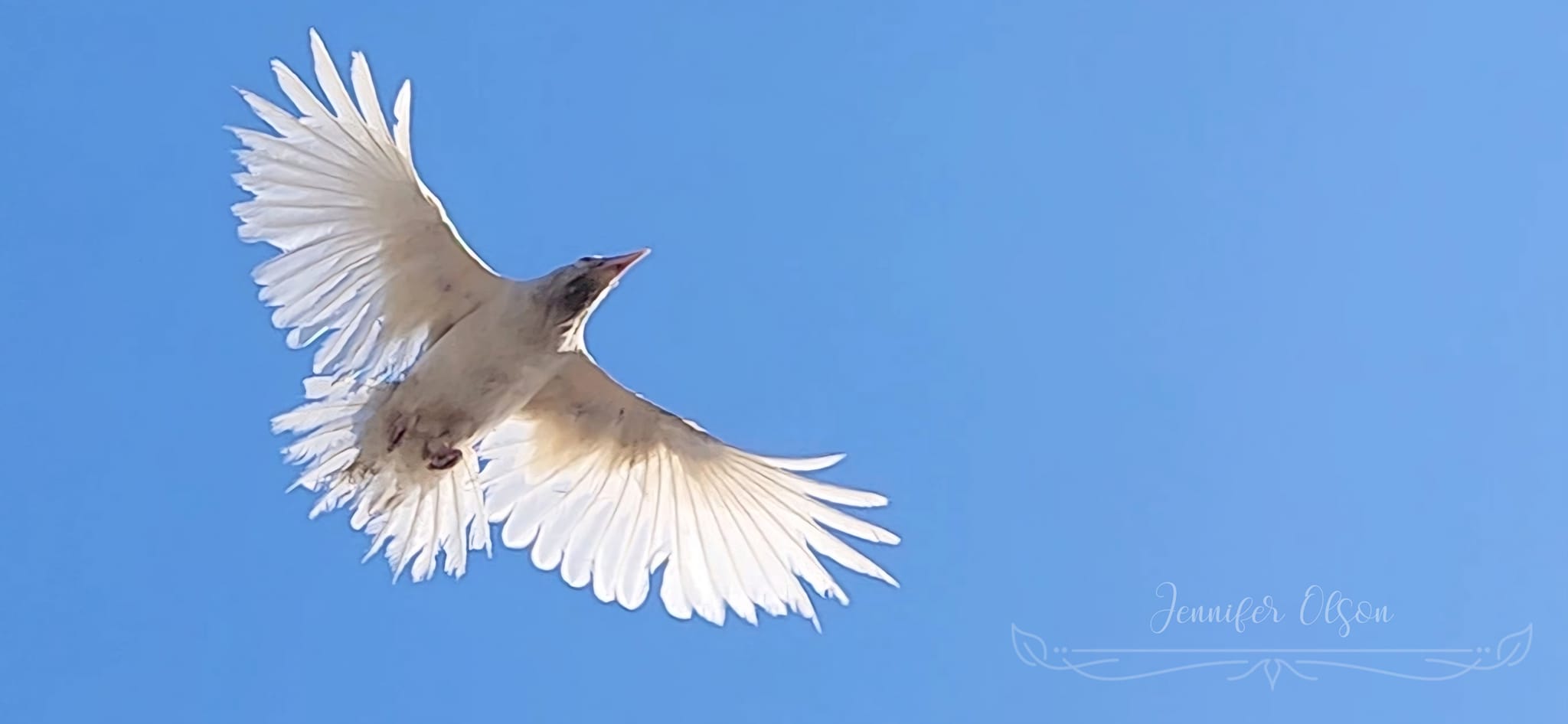 The benefits of bird watching in combating substance abuse – Pleasanton Weekly