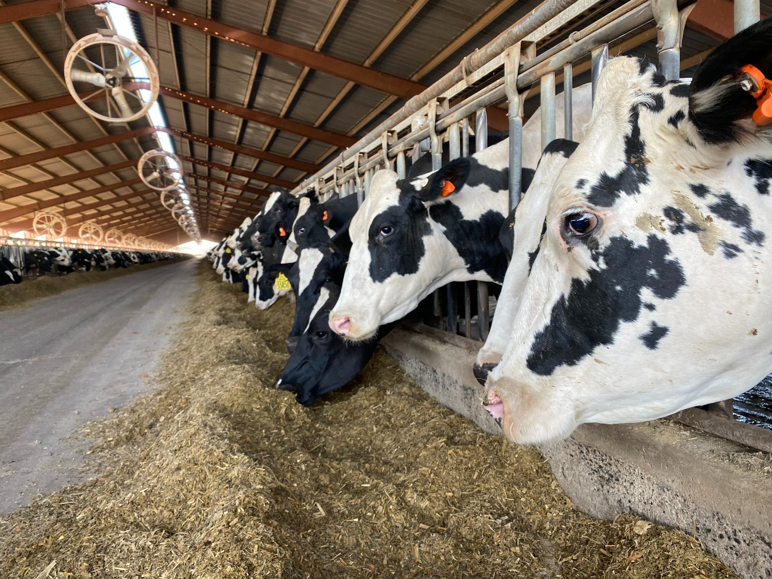 Bird flu hasn't hurt the dairy industry or consumers so far | KCUR - Kansas  City news and NPR, image size:1500x1125