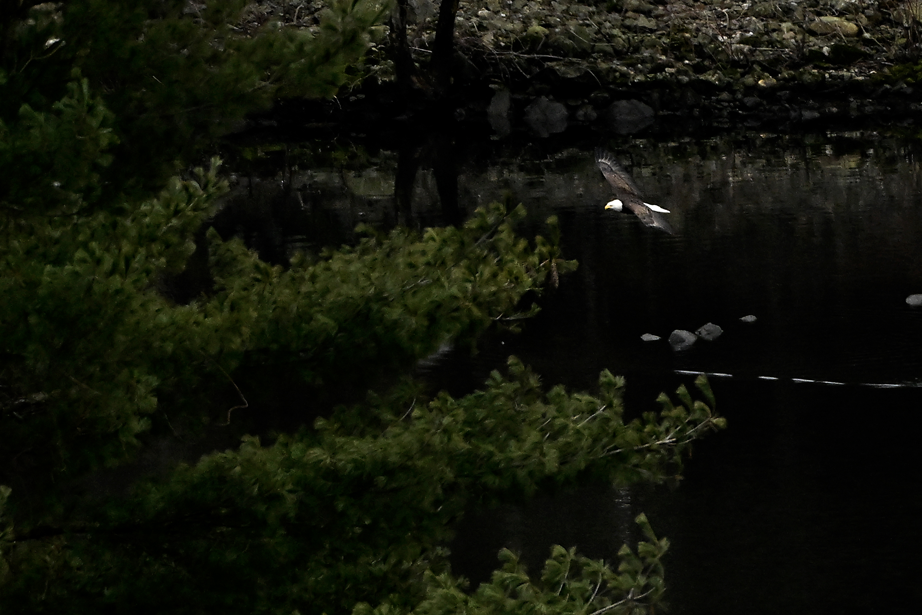 Updated CT Bird Atlas notes raptor resurgence, but paints 'dire' picture of other bird populations