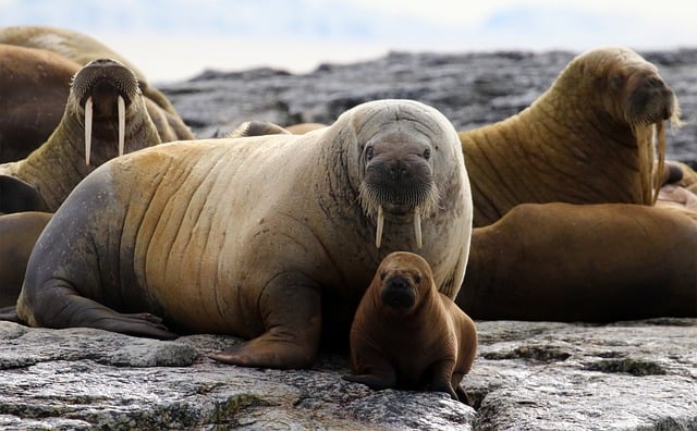 A 200 pound walrus calf is receiving care at the Alaska SeaLife